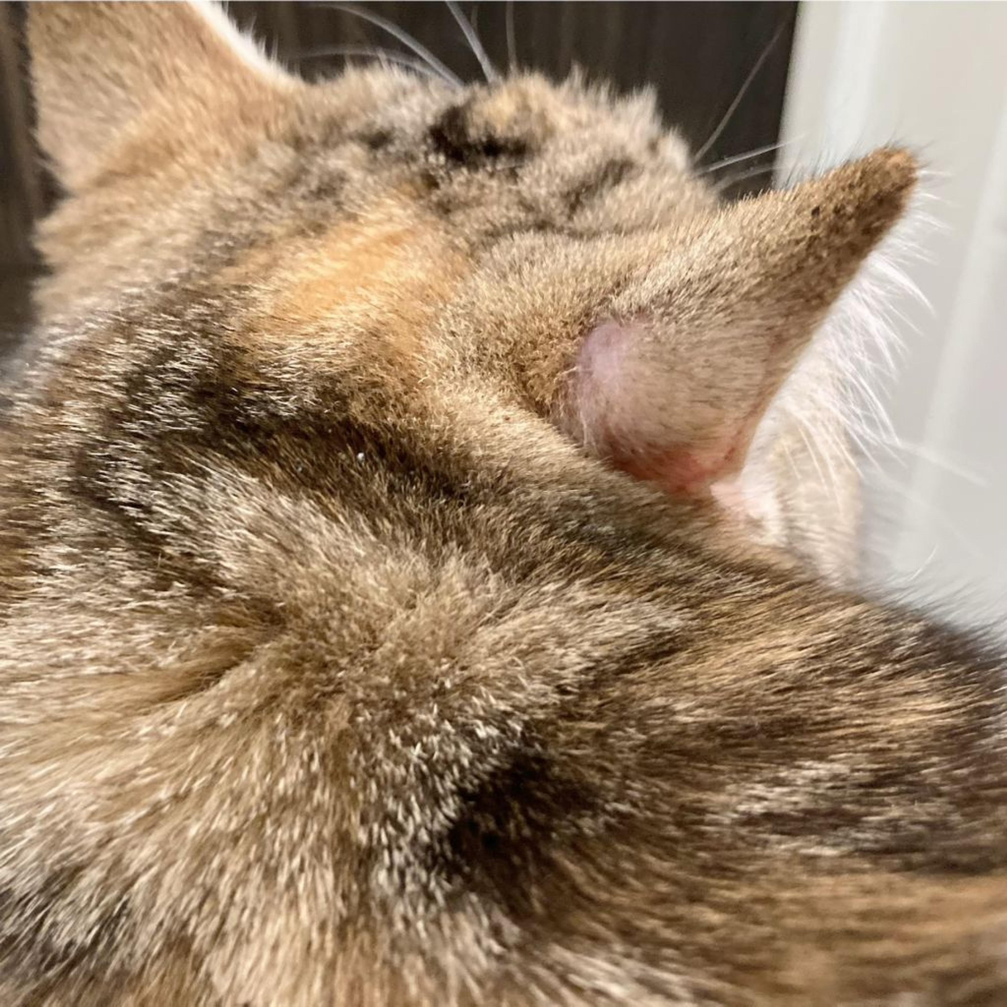 pet-image-5