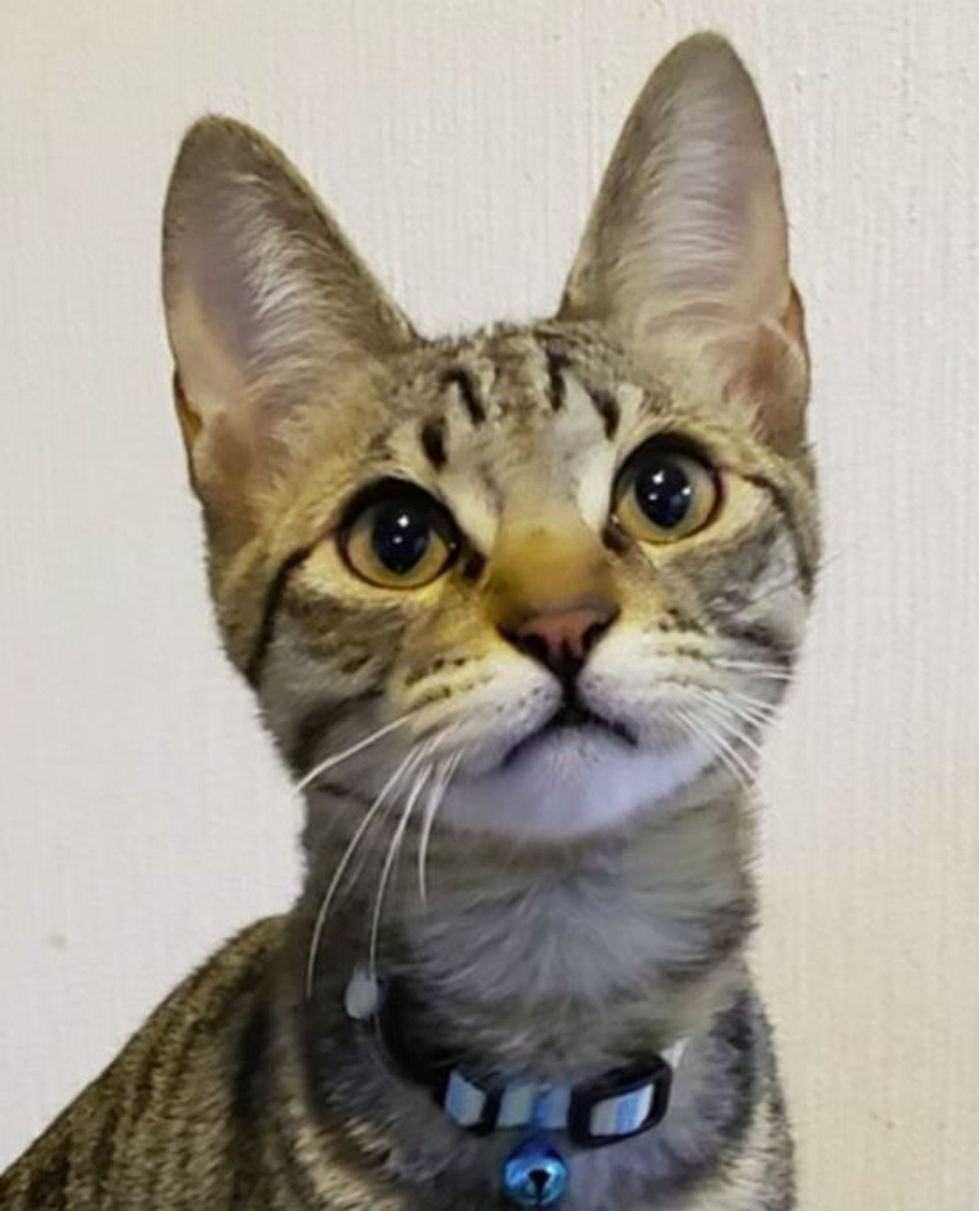 雑種（ミックス猫）・オスの里親募集の写真