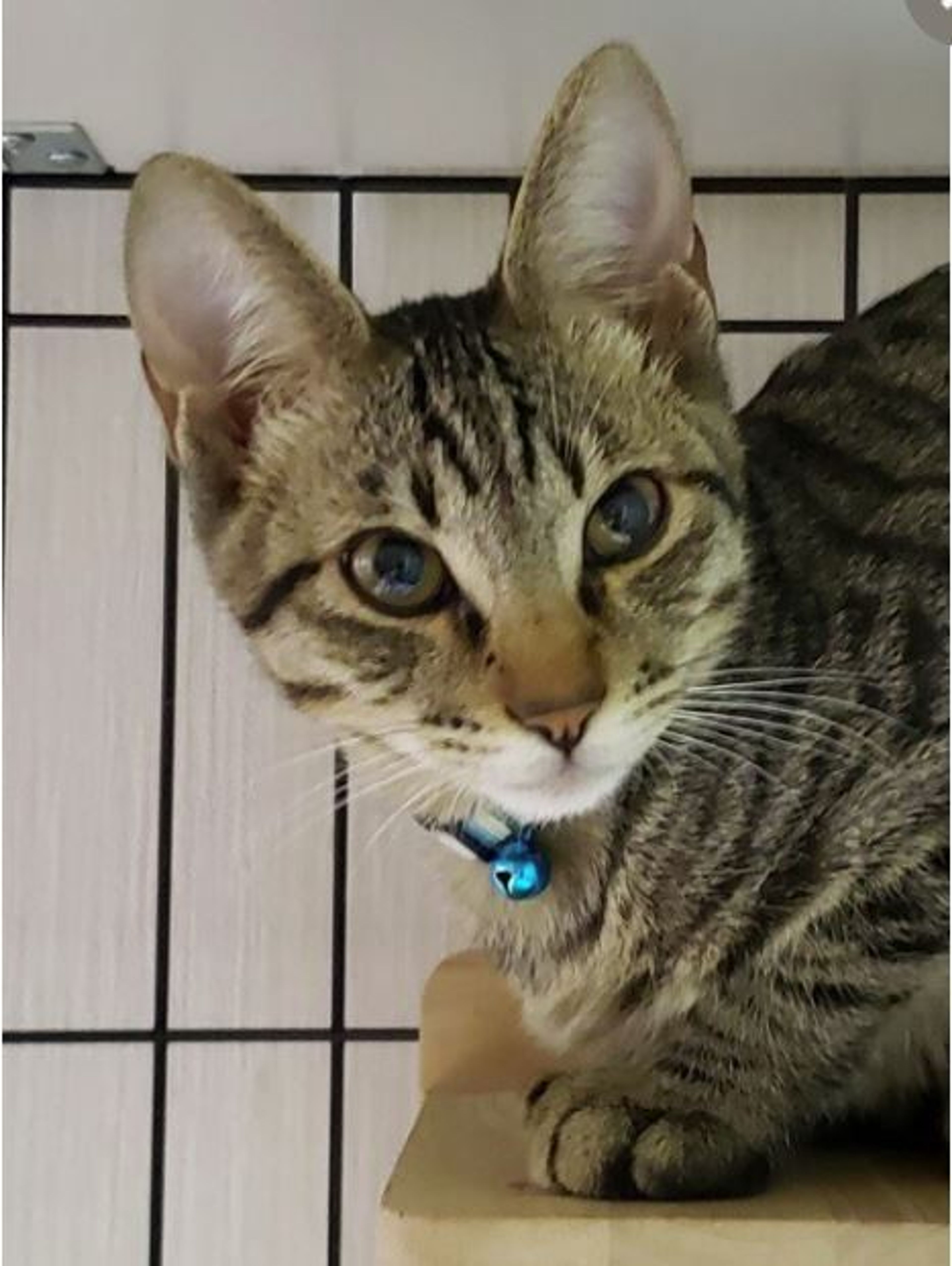 pet-image-2