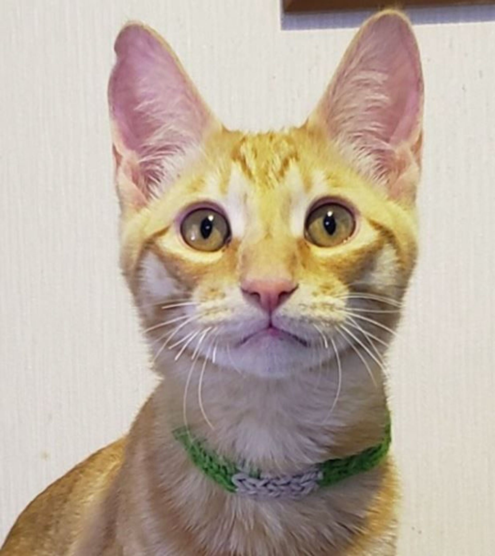 雑種（ミックス猫）・オスの里親募集の写真
