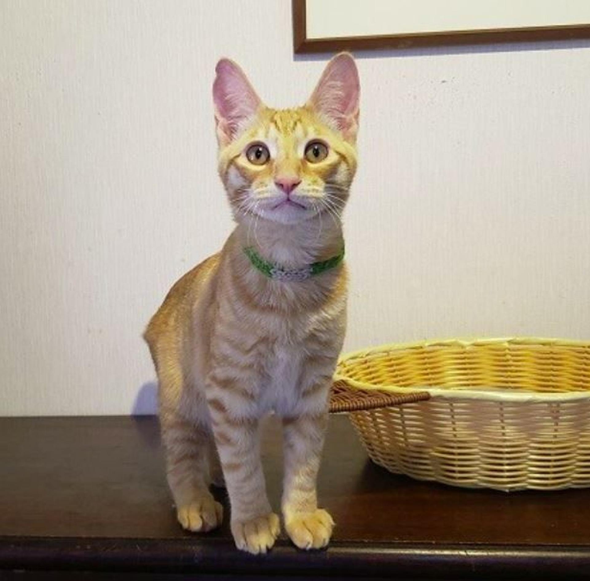 pet-image-6