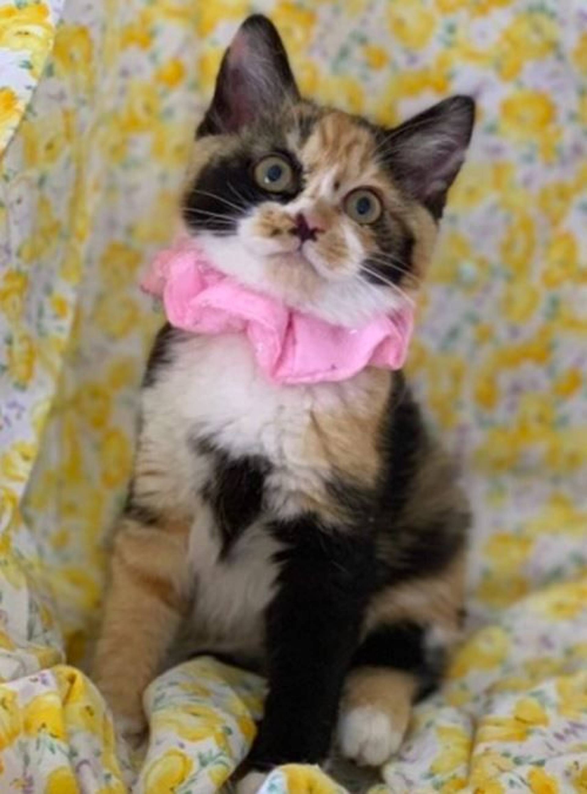 雑種（ミックス猫）・メスの里親募集の写真