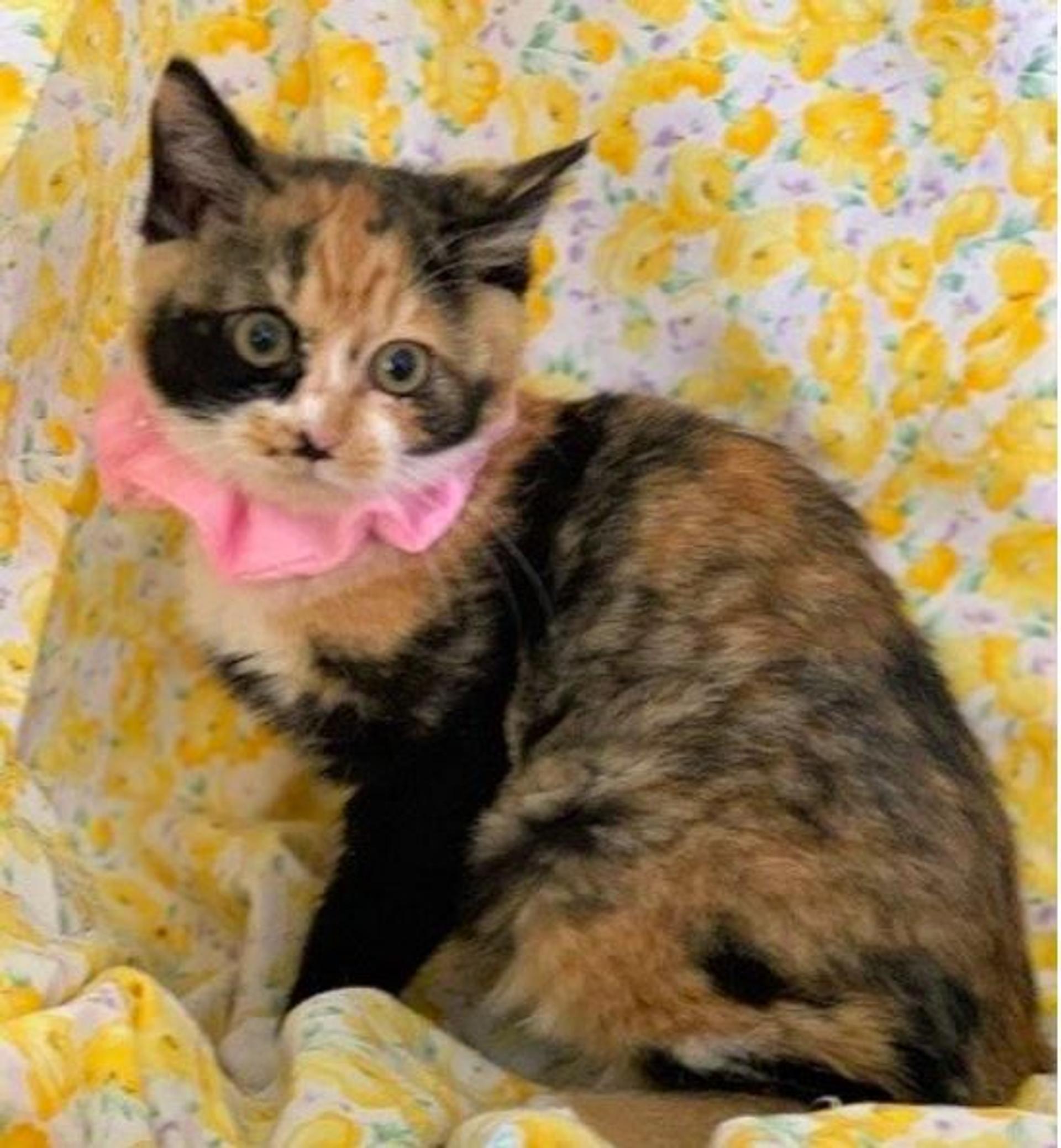 pet-image-3