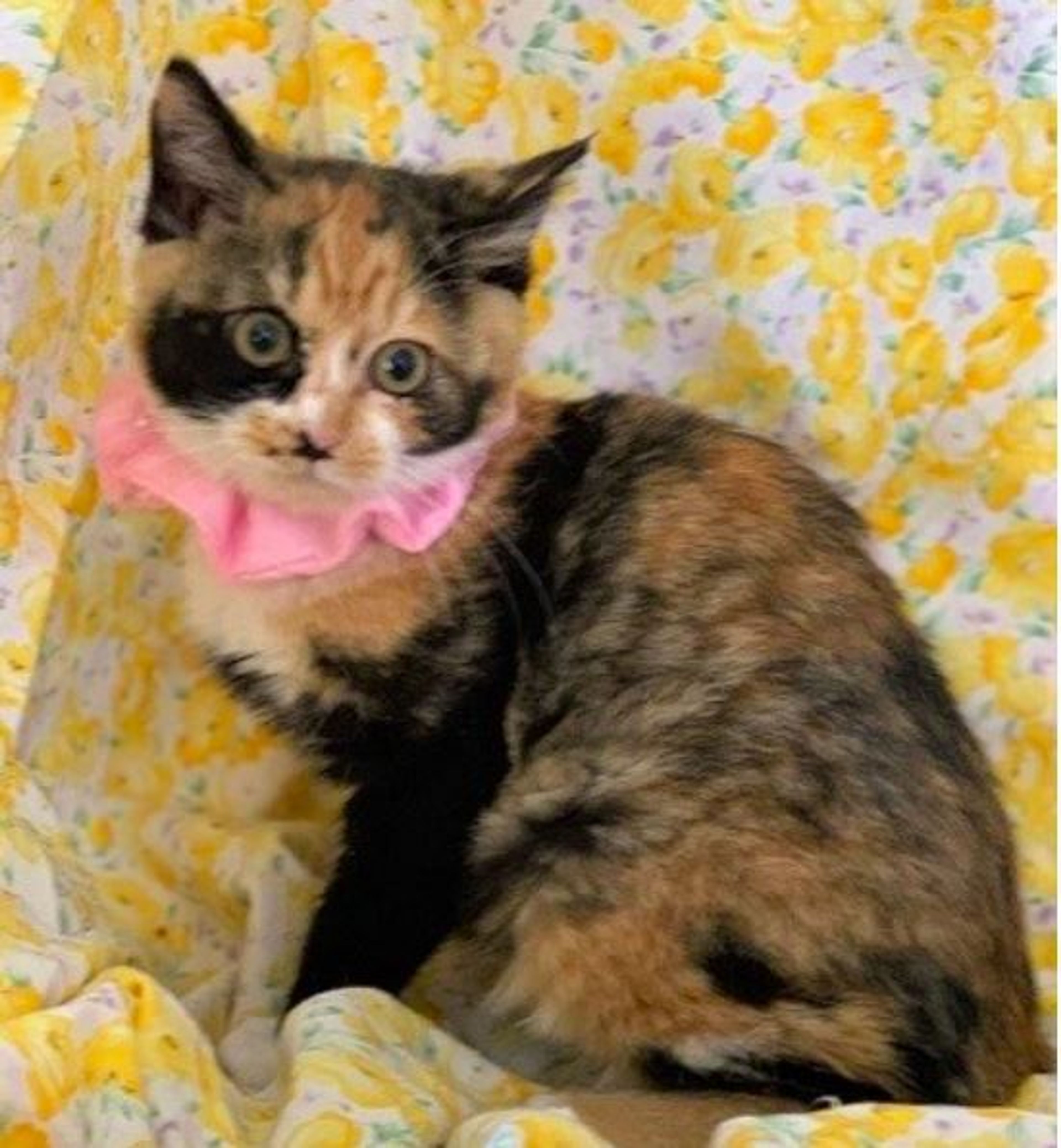 pet-image-3