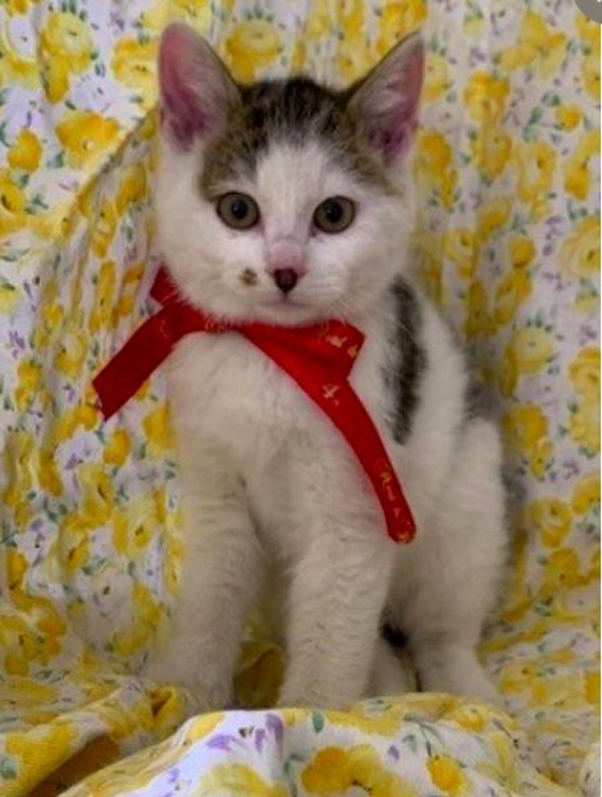 pet-image-3