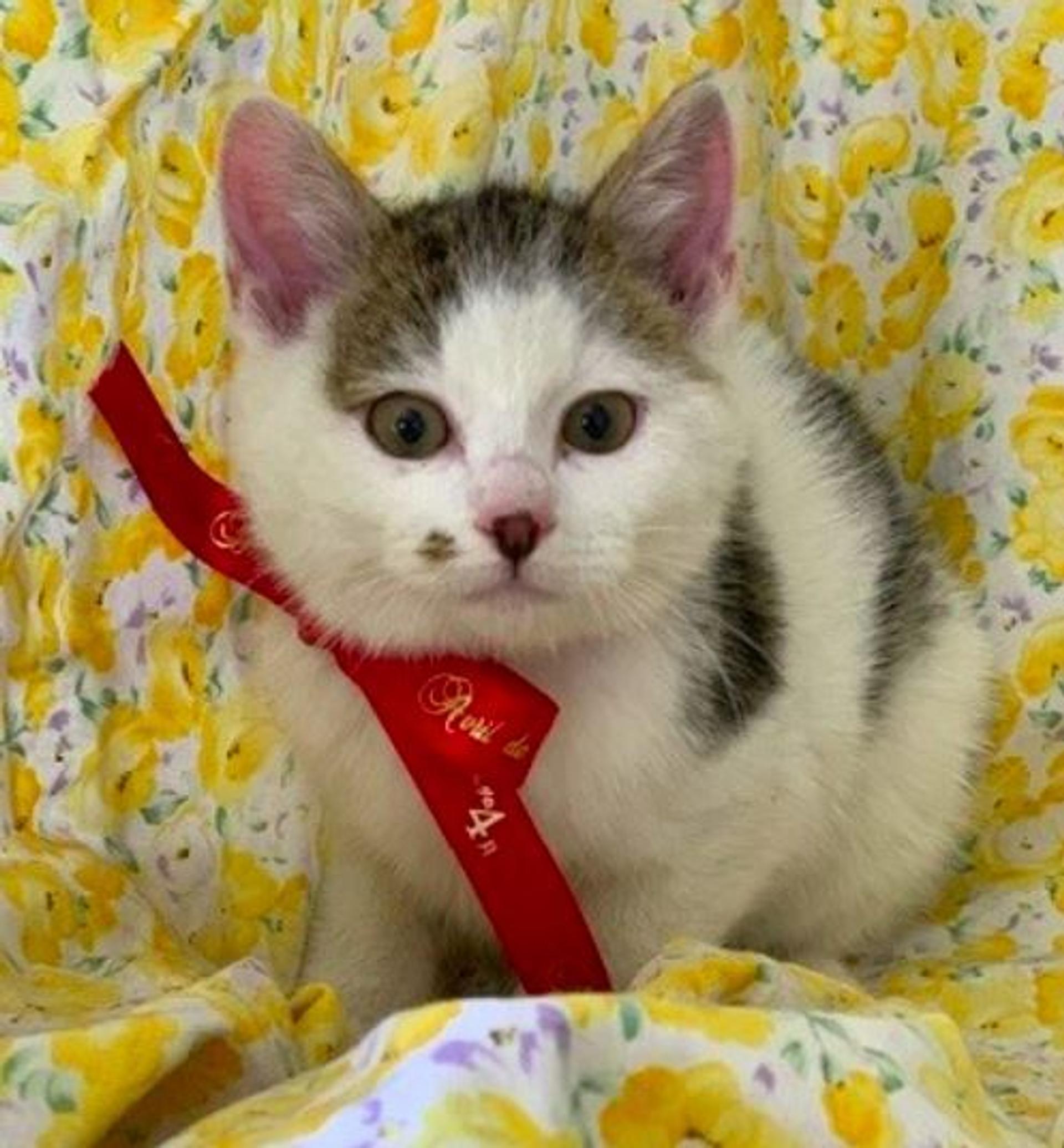 pet-image-4