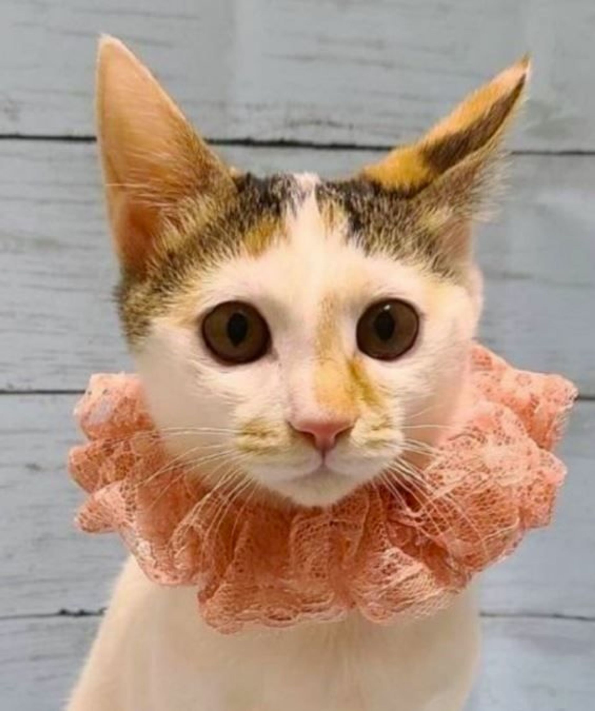 雑種（ミックス猫）・メスの里親募集の写真