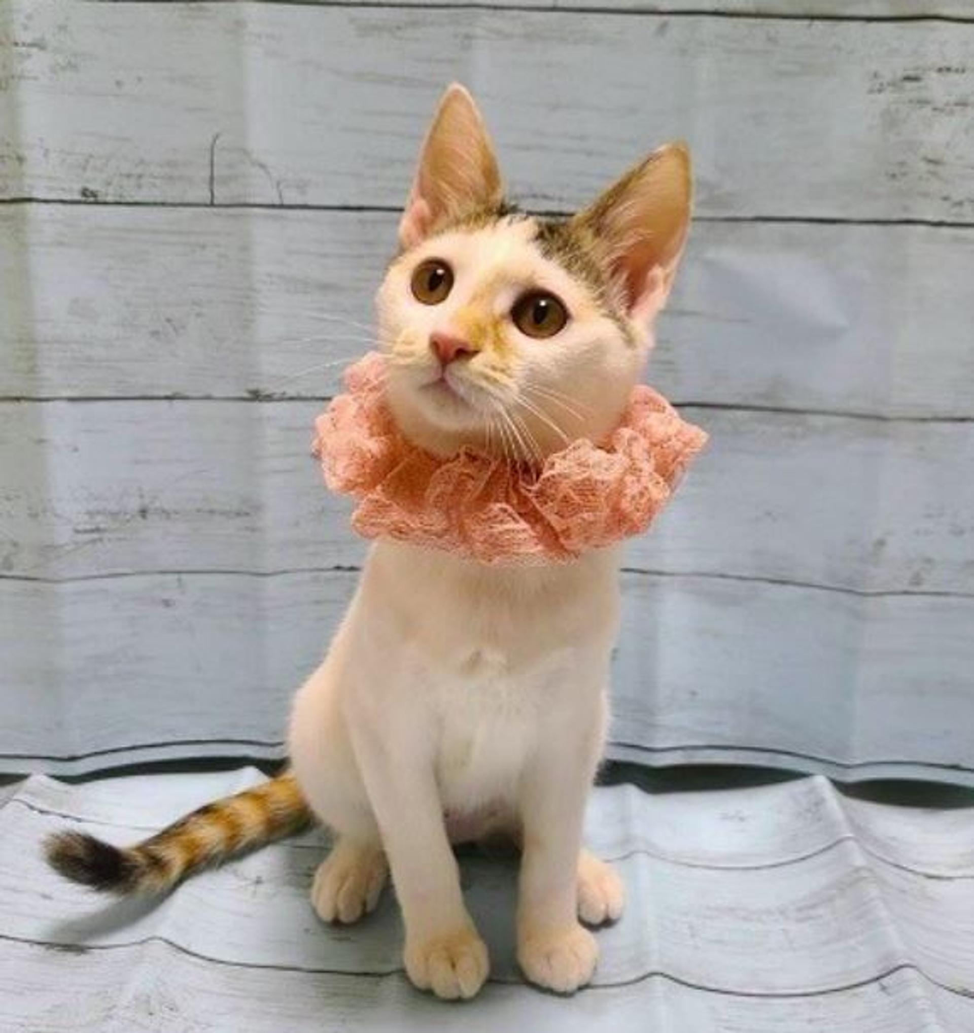 pet-image-3