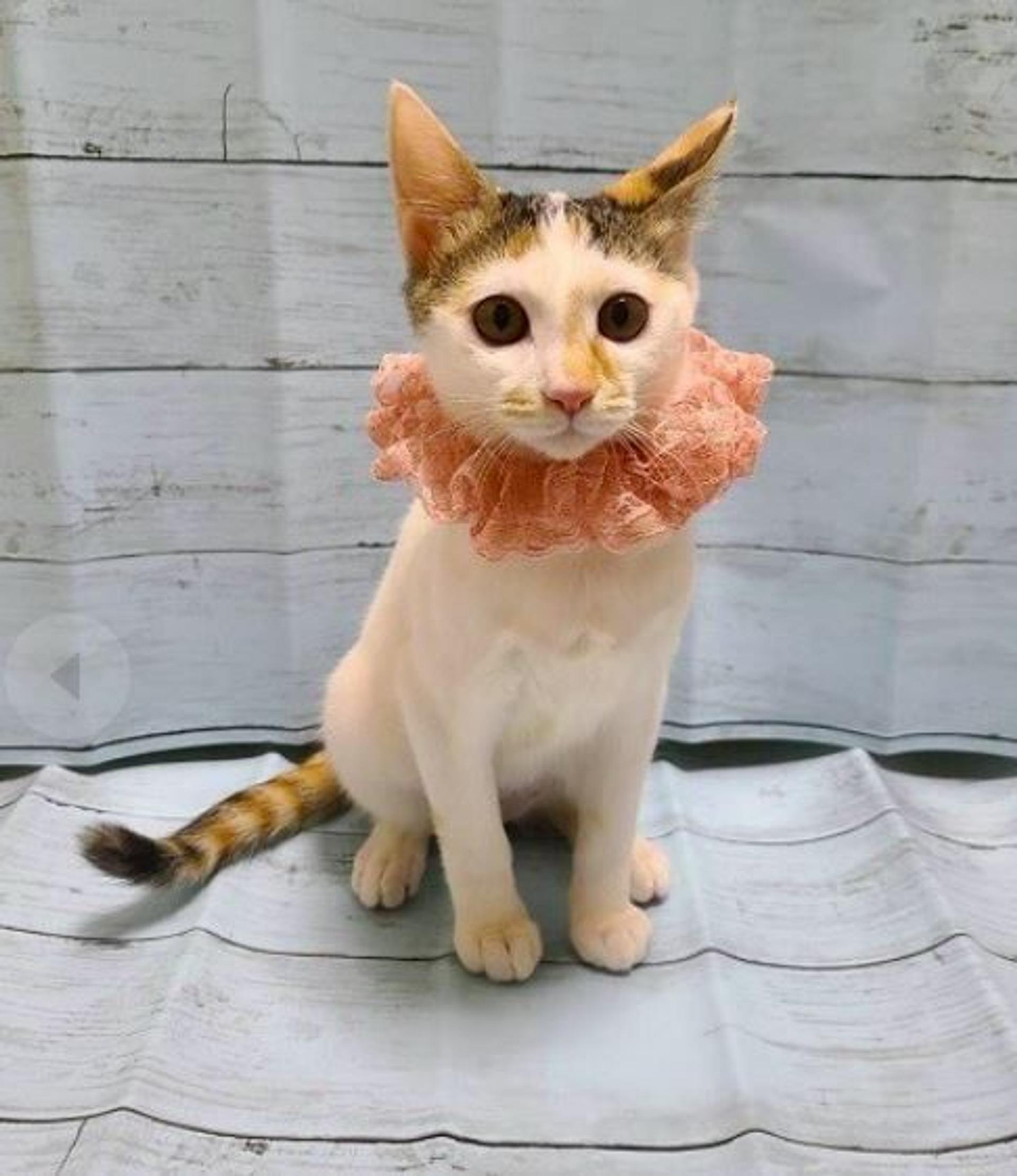 pet-image-4
