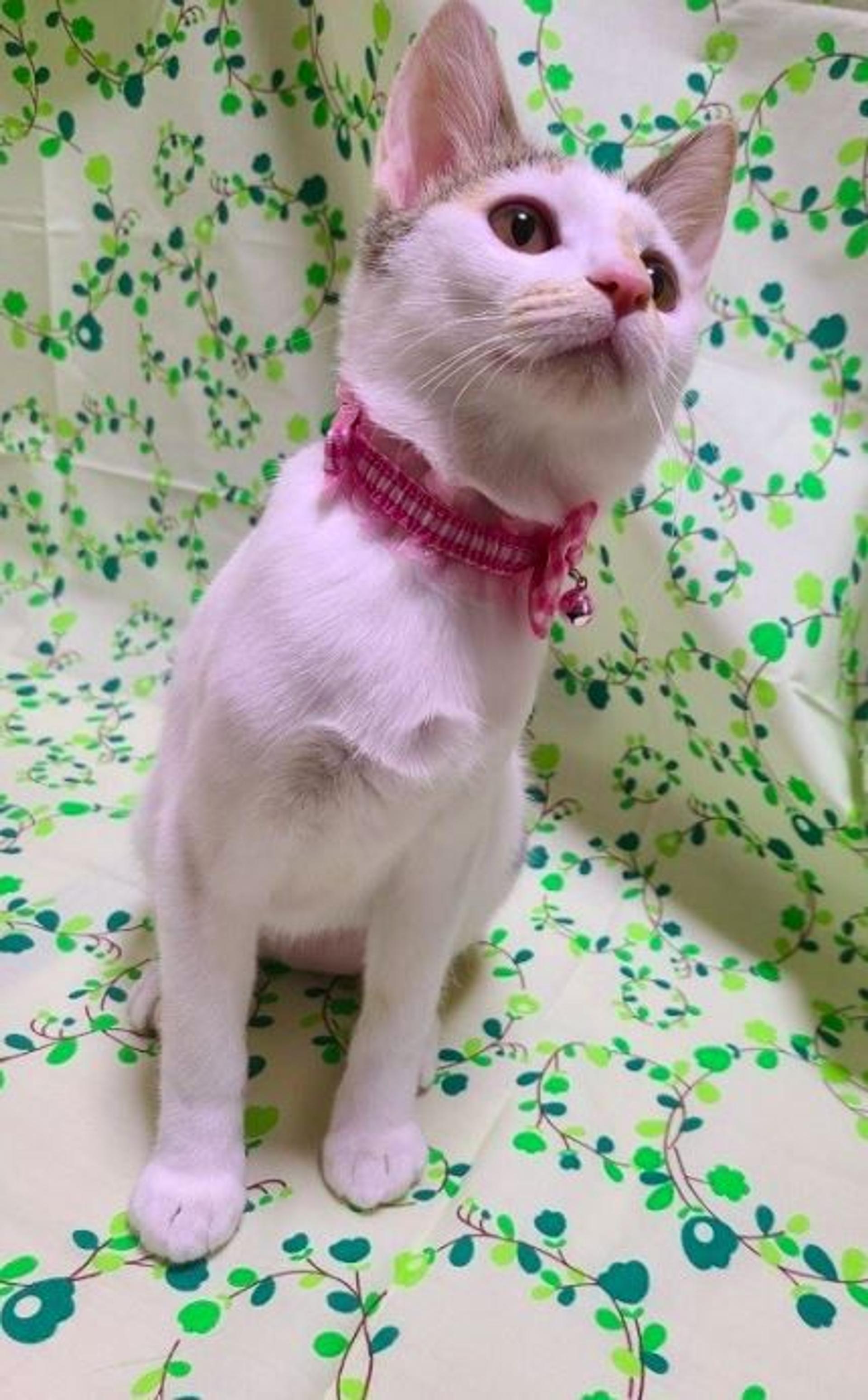 pet-image-5