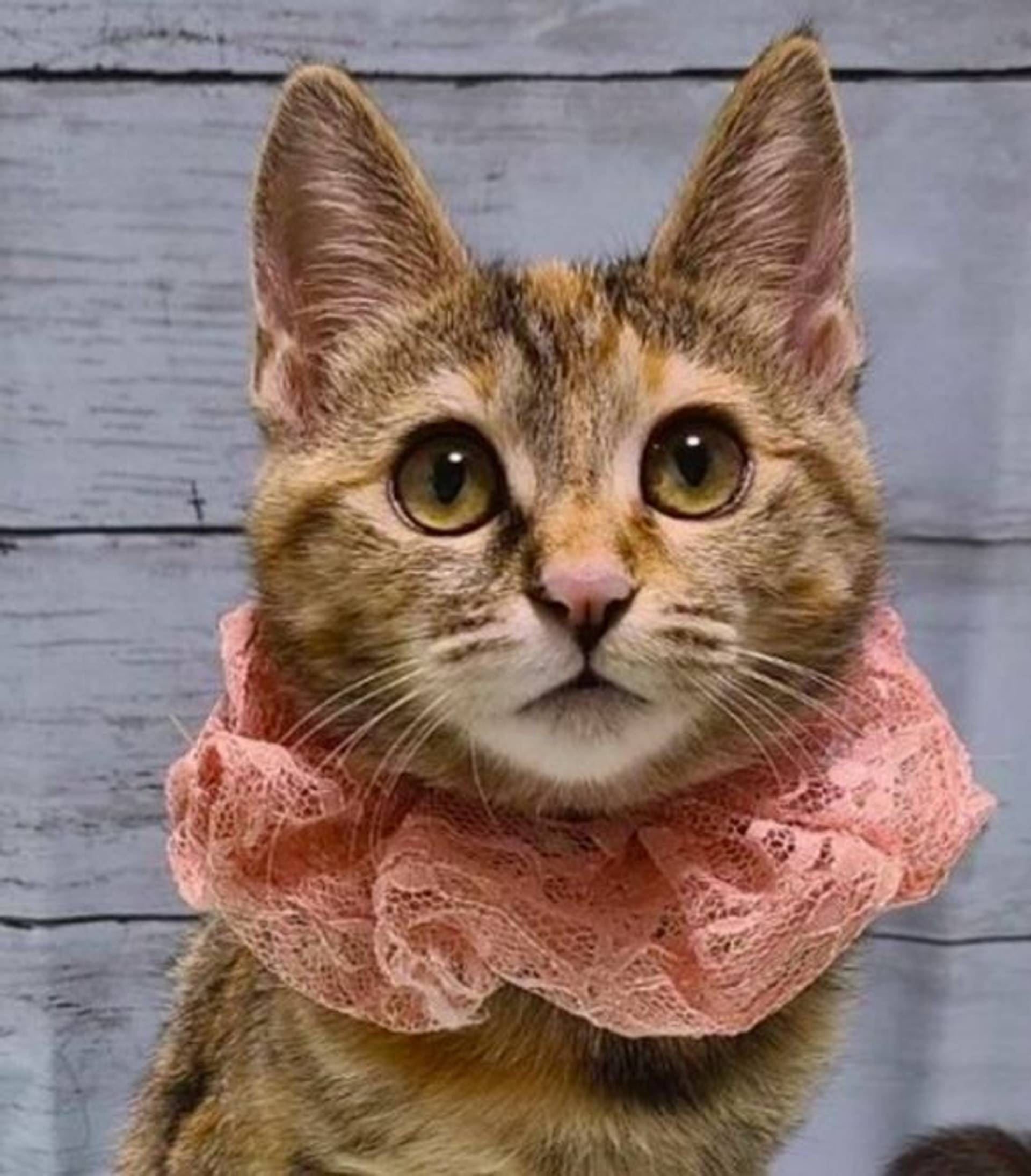 雑種（ミックス猫）・メスの里親募集の写真