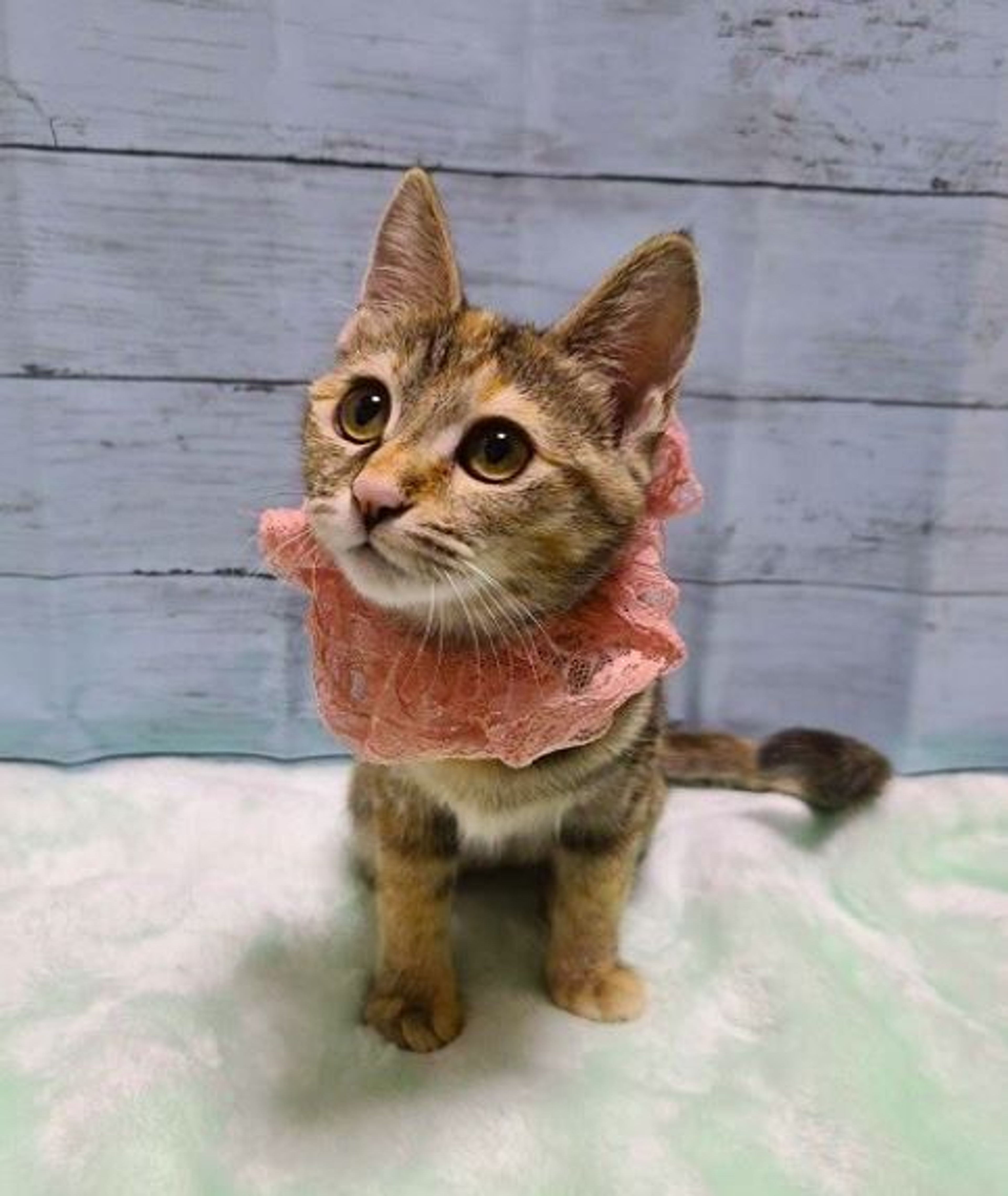 ねこ サイベリアン【東京都・女の子・2023年10月1日・シール