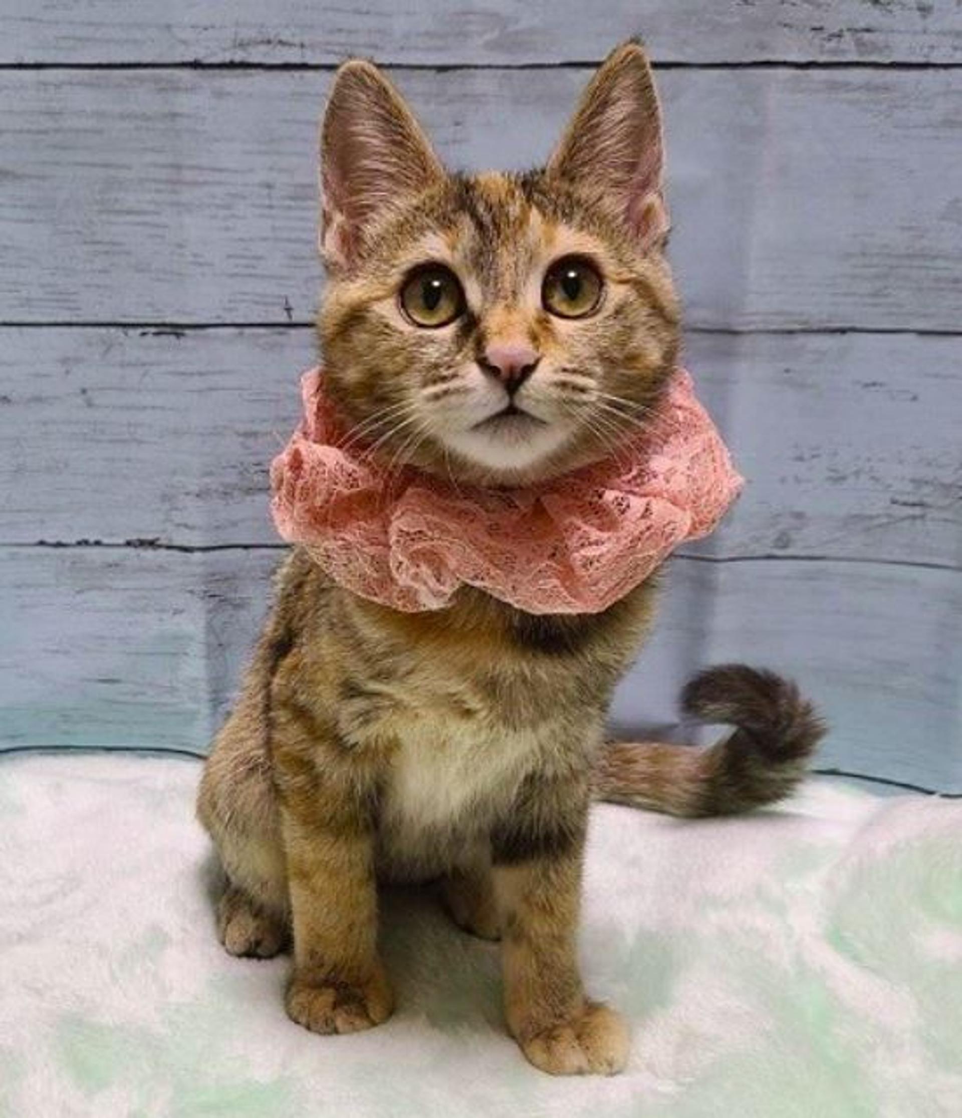 pet-image-4