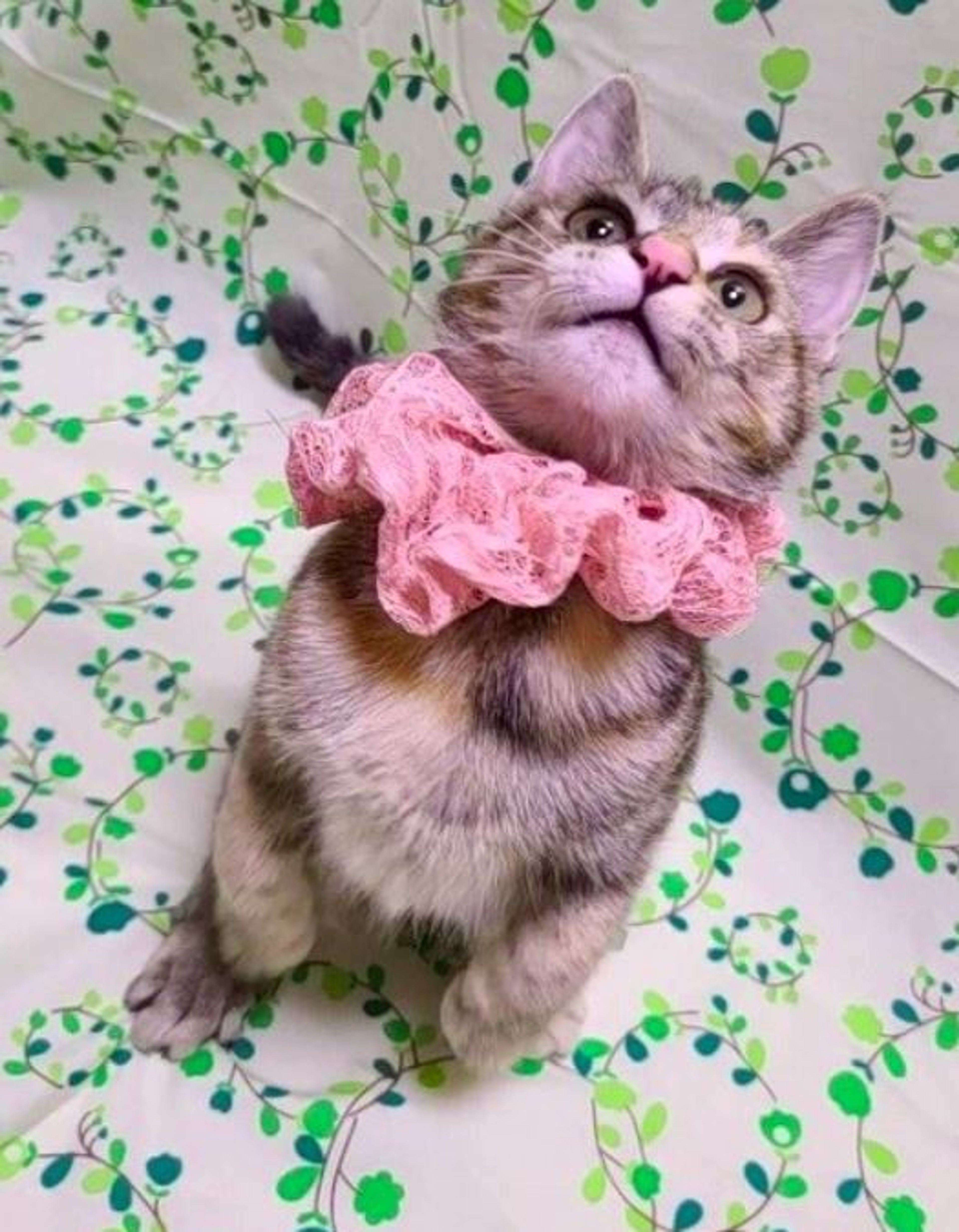 予約制【2/14東銀座】さいちゃん5ヵ月♪ | 雑種（ミックス猫