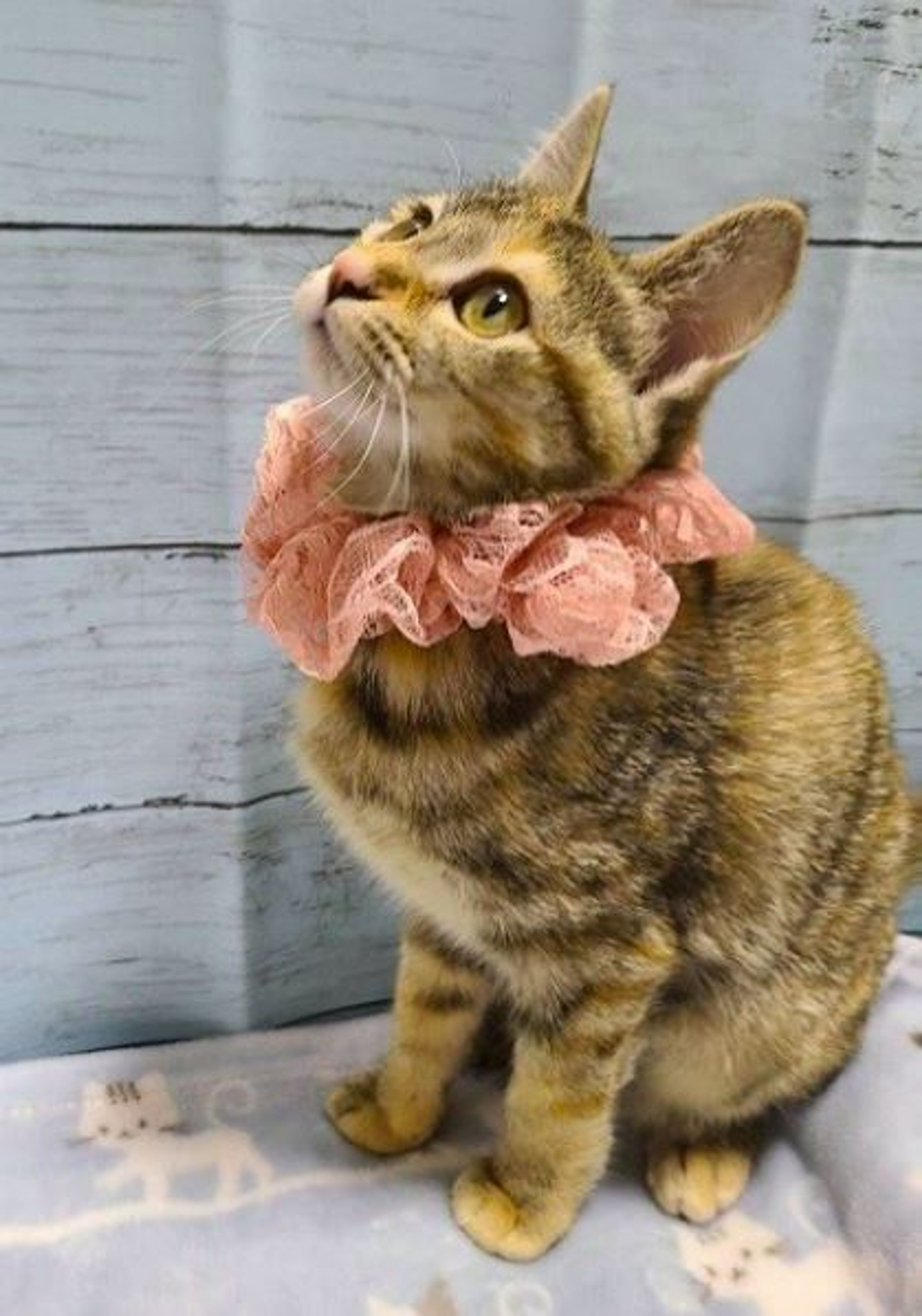 ねこ 楽天市場】necono 猫 首輪 『 Luce Bell 』 ルーチェ ベル 10