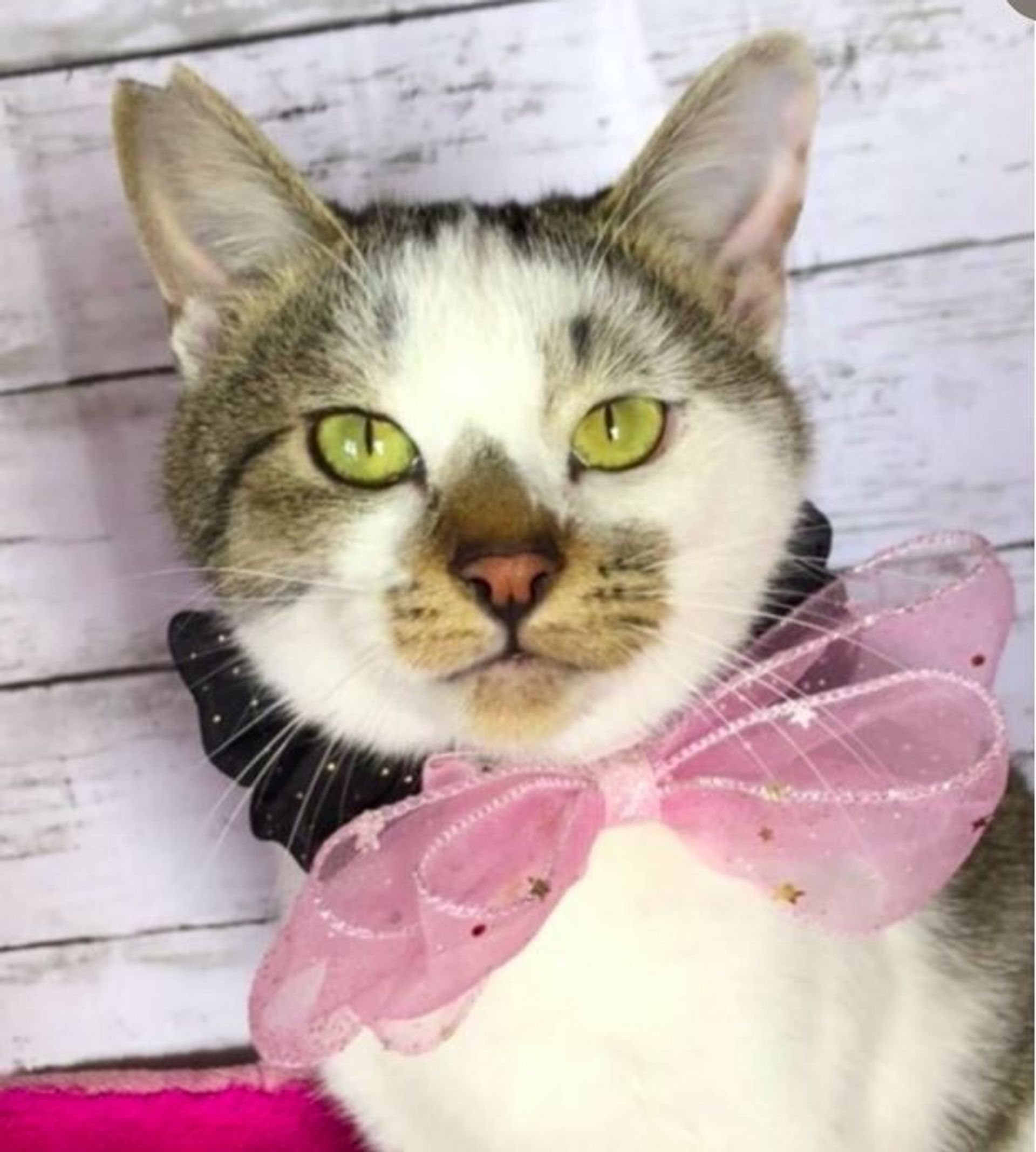 雑種（ミックス猫）・オスの里親募集の写真