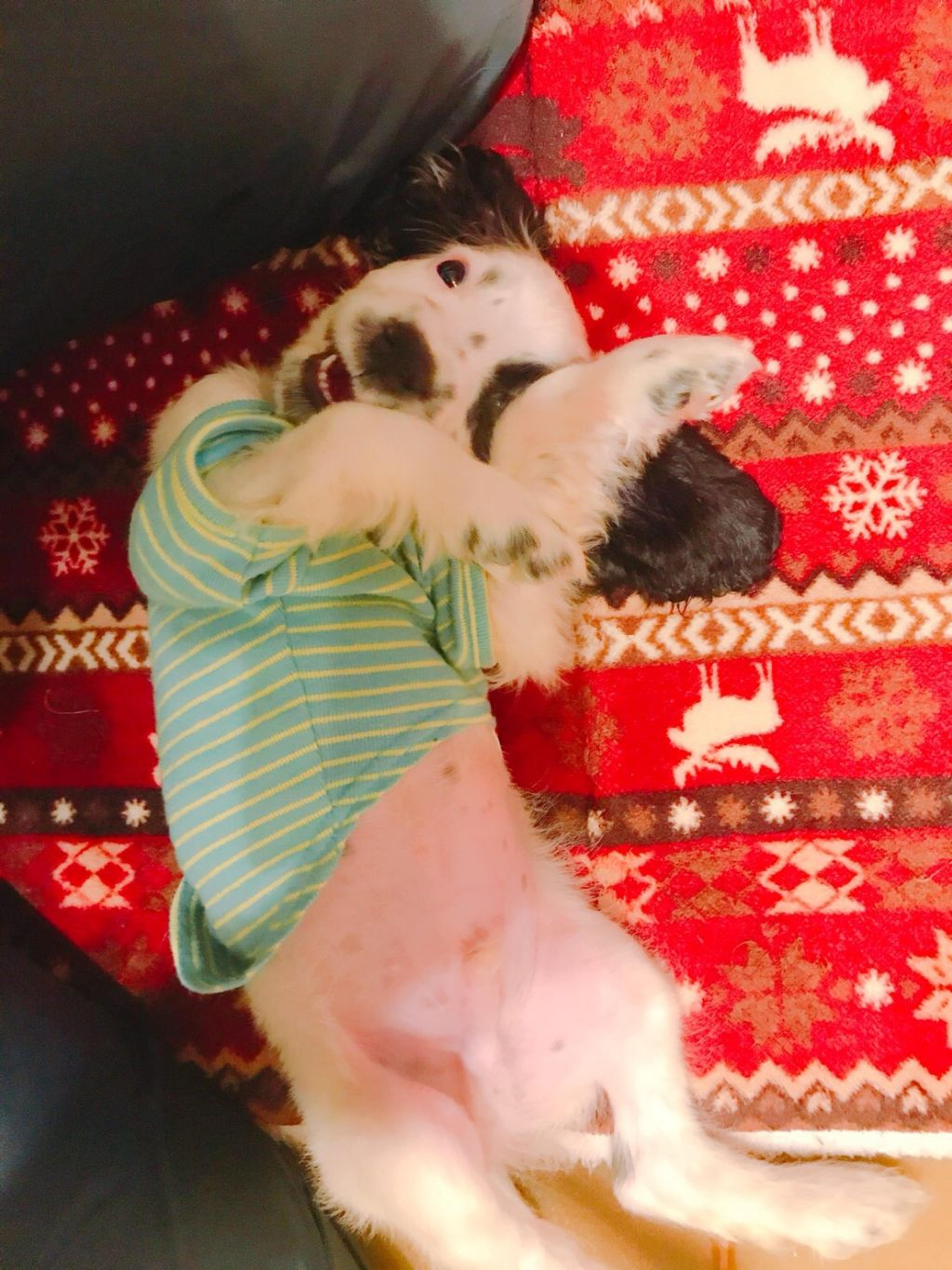 pet-image-3