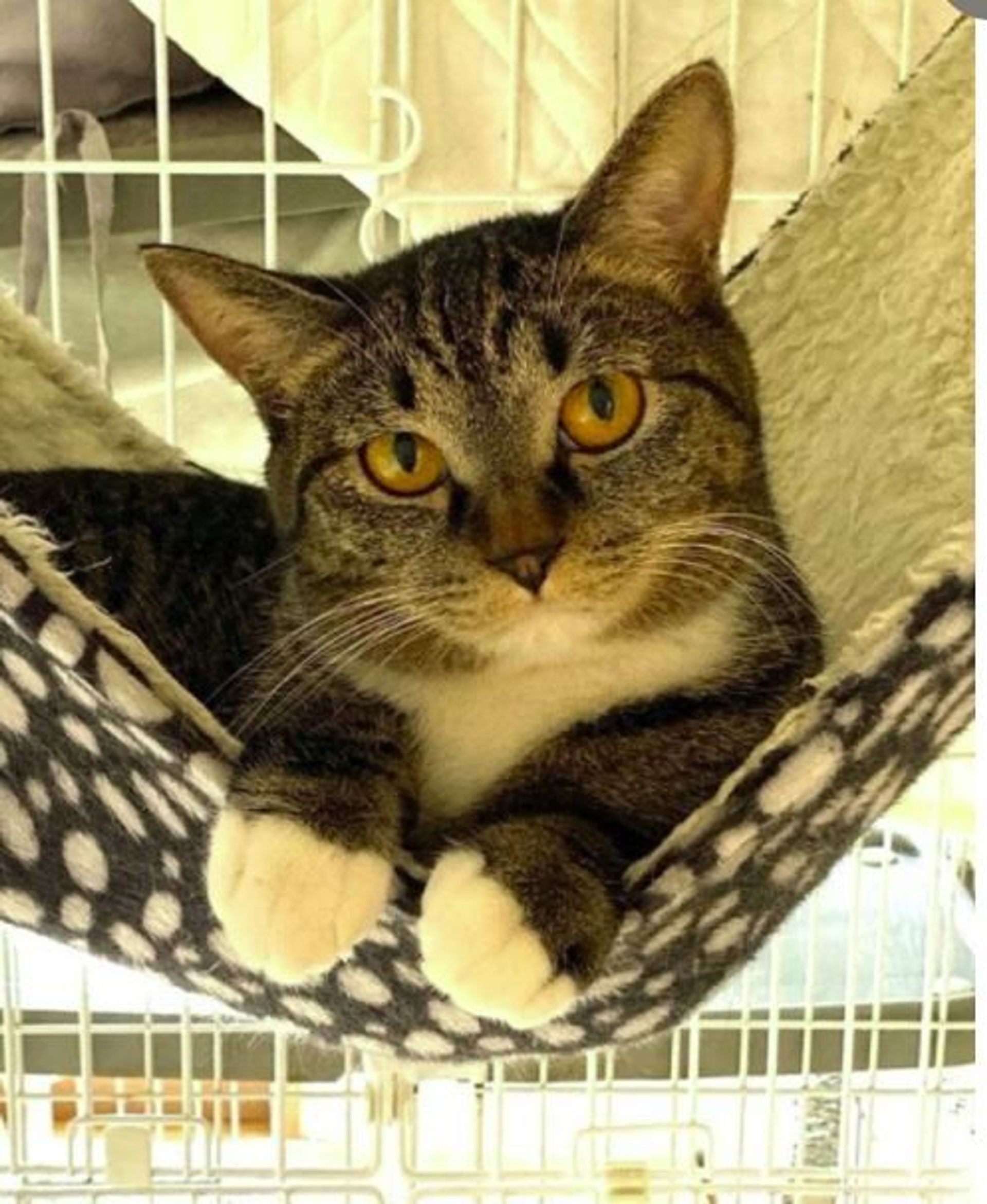 雑種（ミックス猫）・メスの里親募集の写真