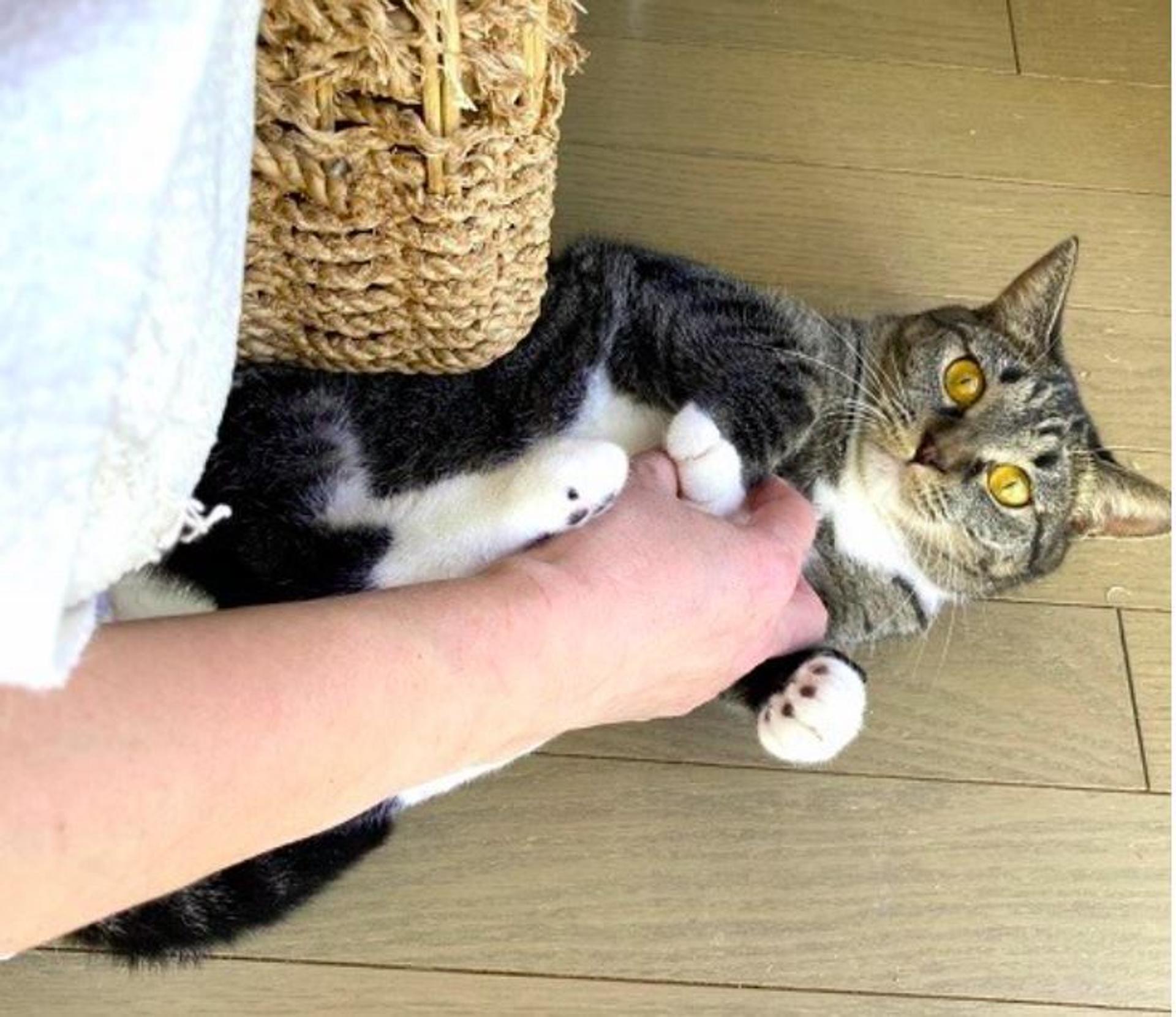 pet-image-3