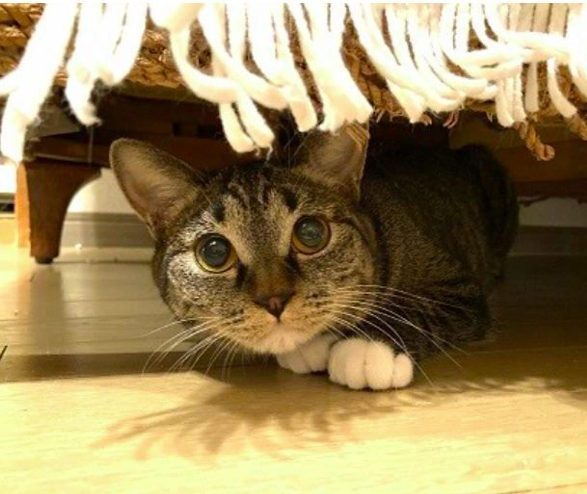 pet-image-5