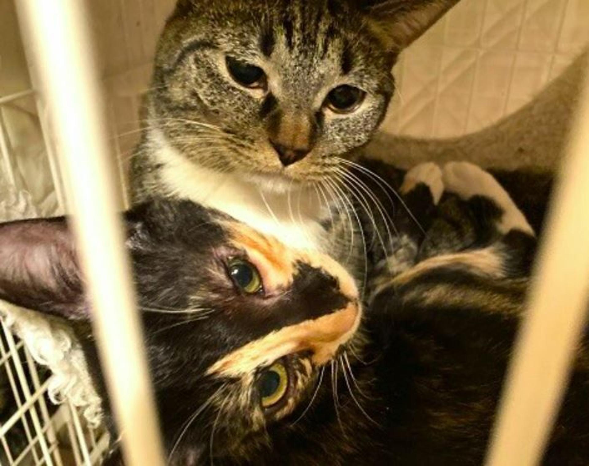 pet-image-6