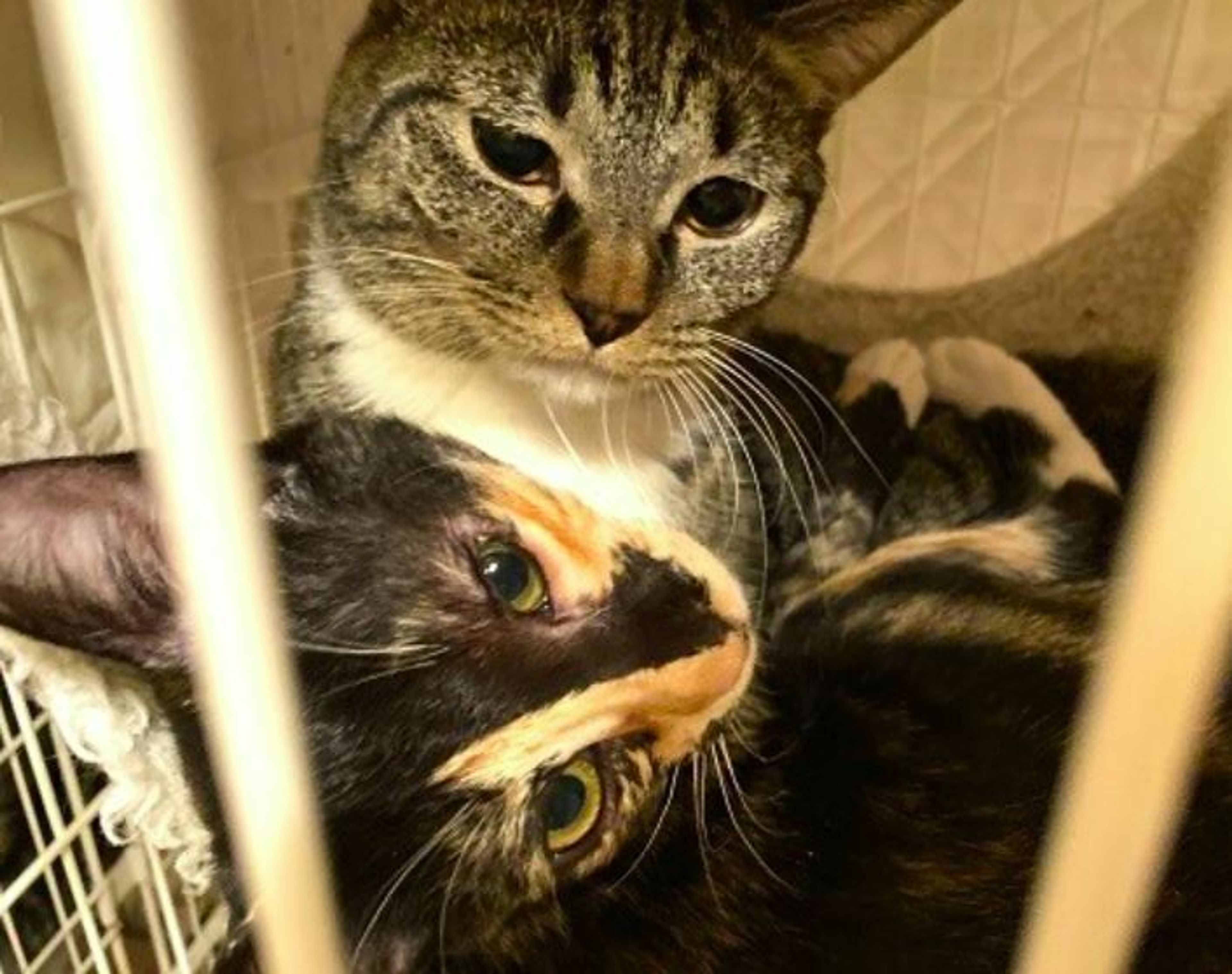 pet-image-6