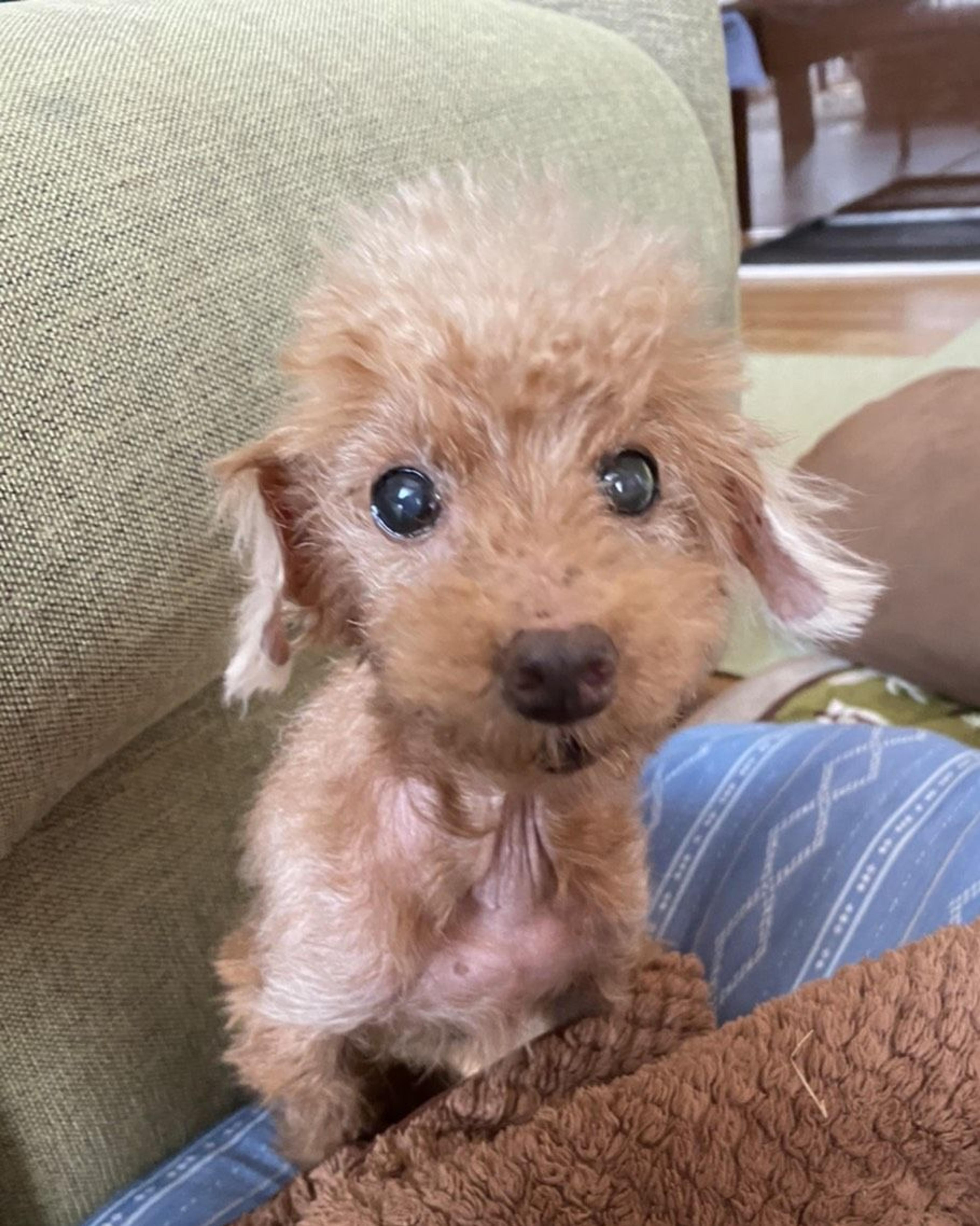 pet-image-2
