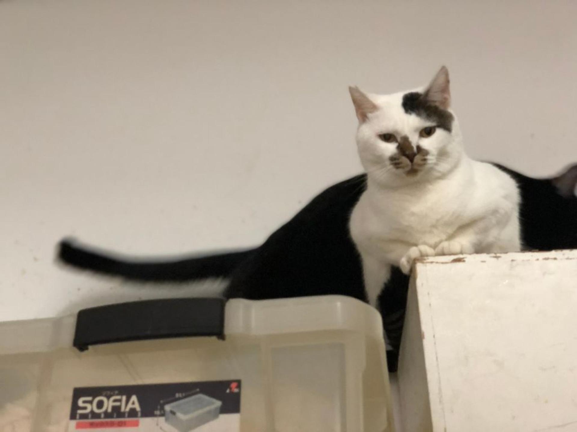 pet-image-3