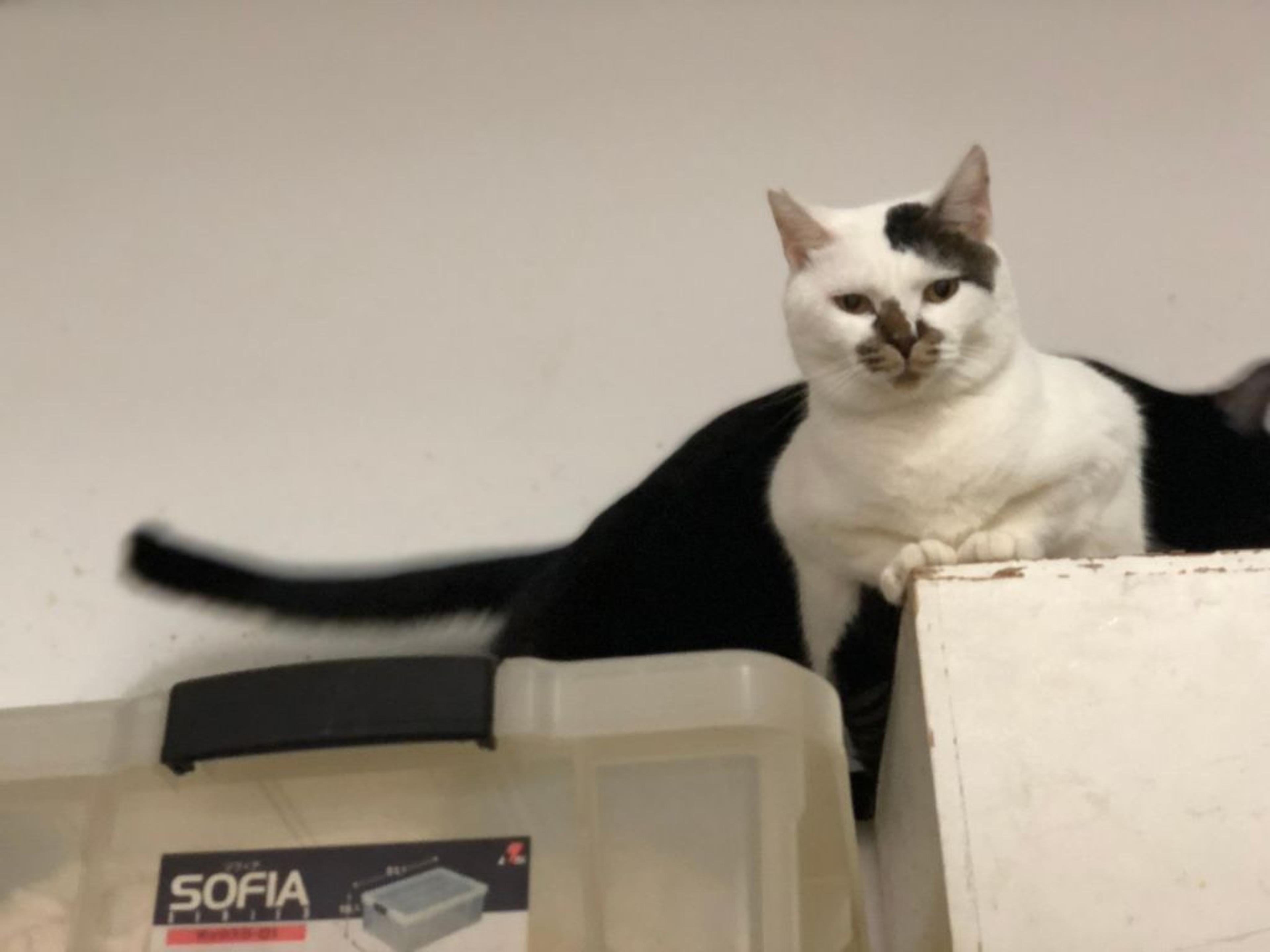 pet-image-3
