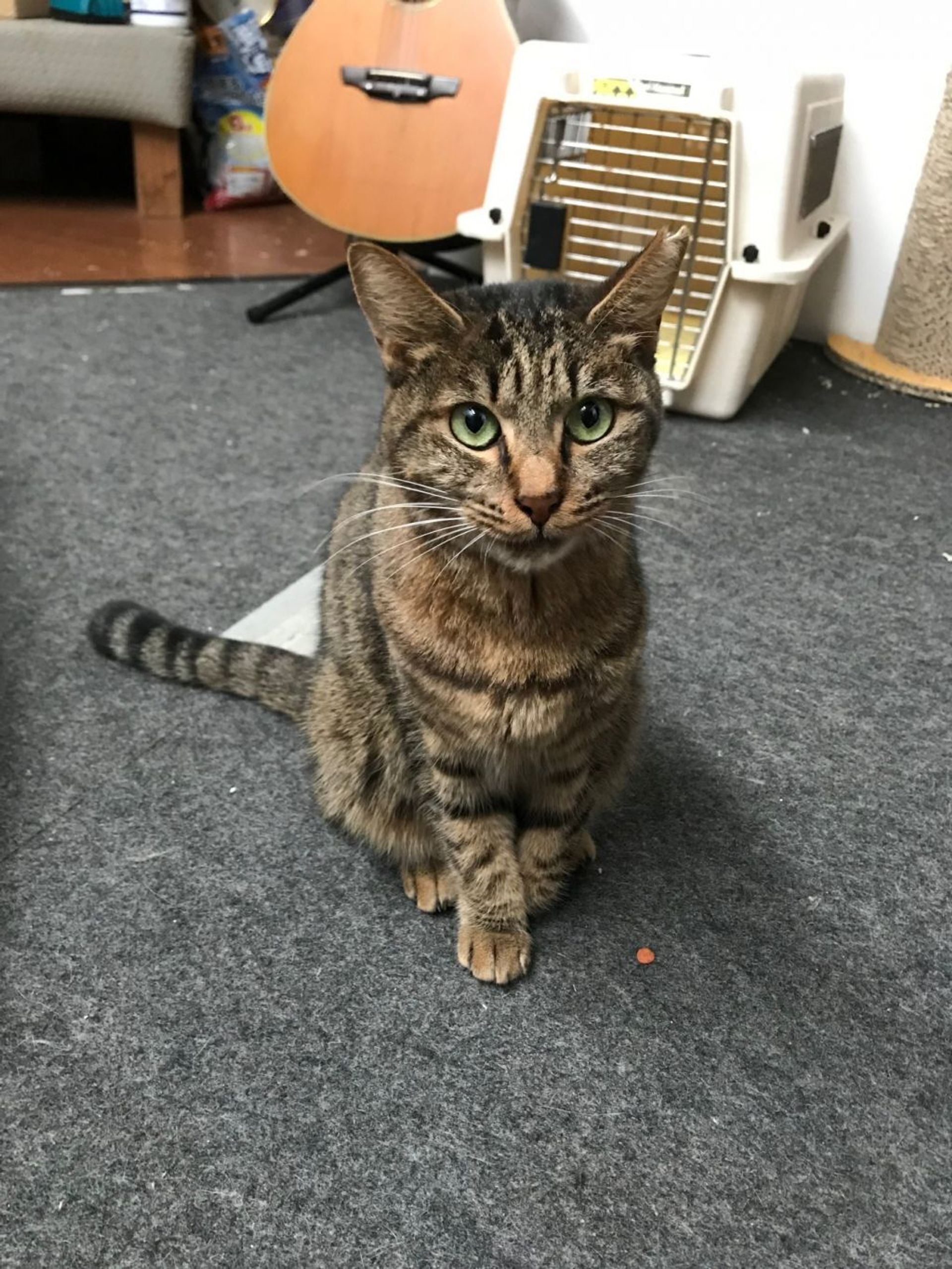 雑種（ミックス猫）・メスの里親募集の写真