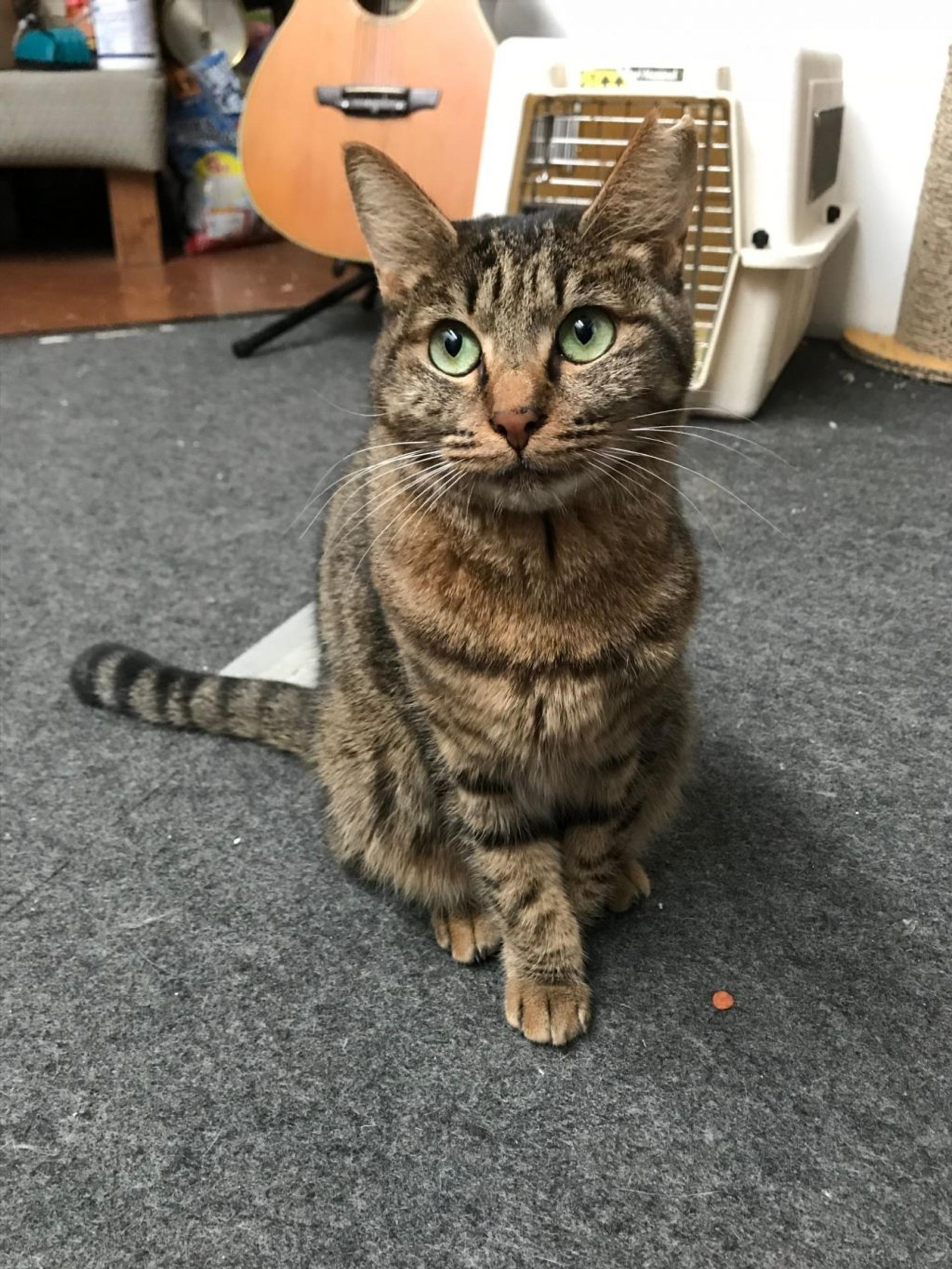 pet-image-4
