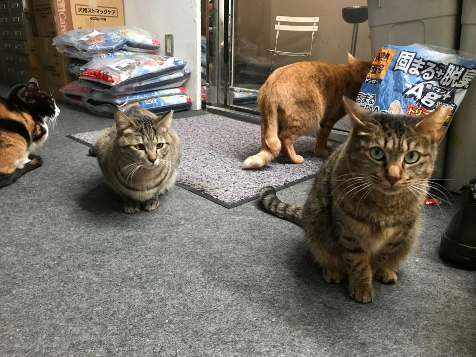 pet-image-7