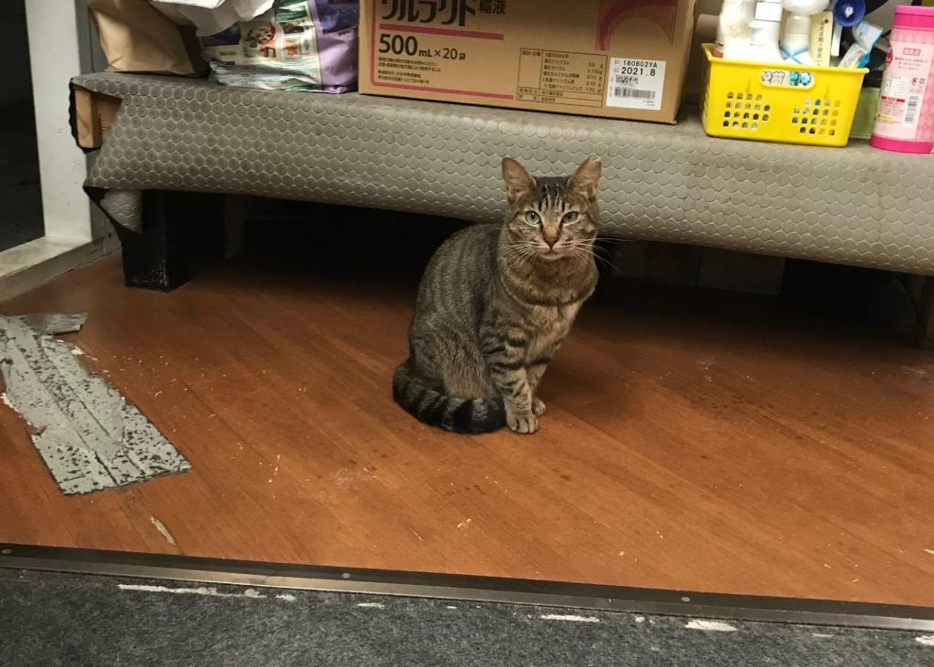pet-image-9