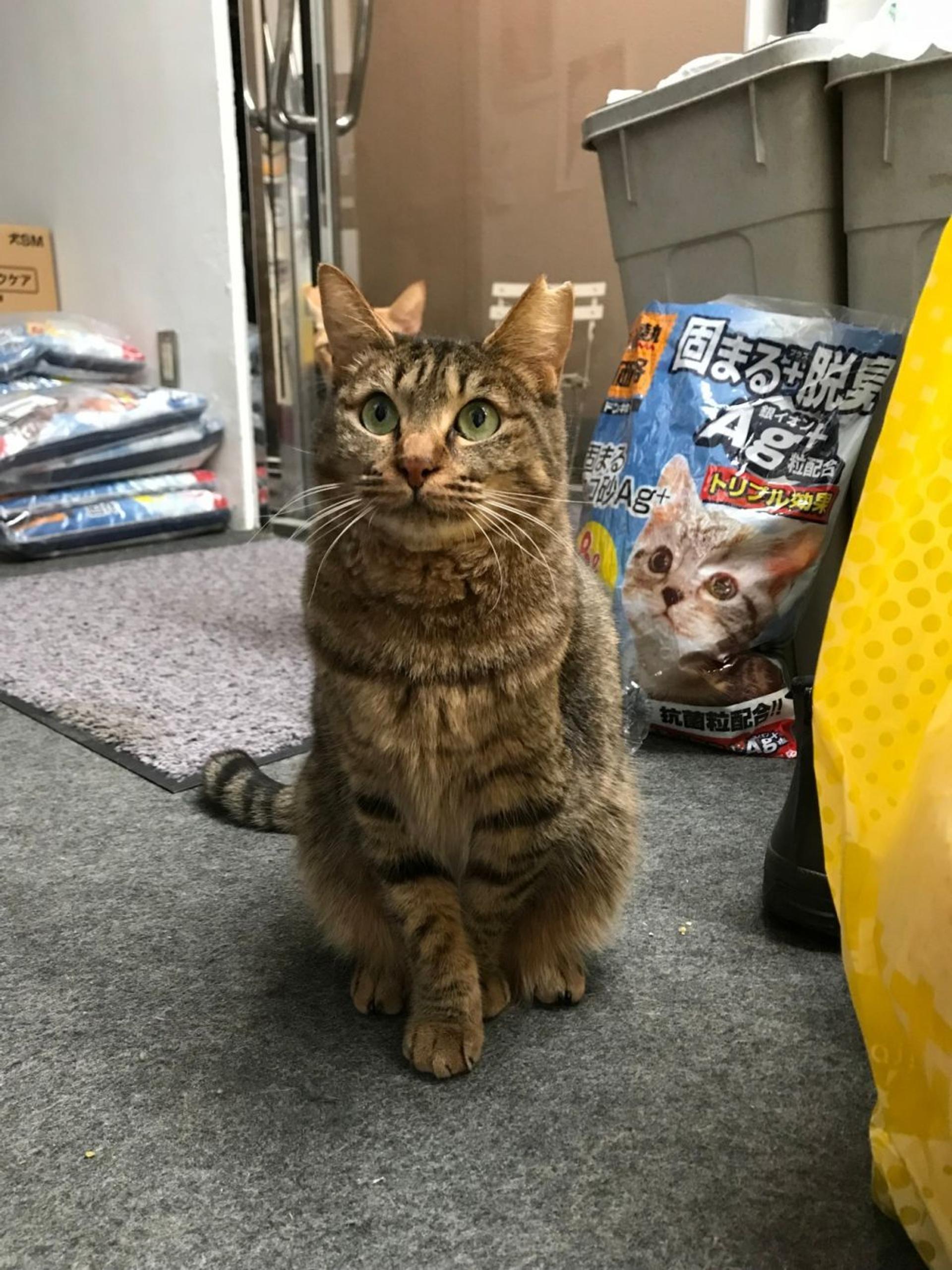 pet-image-10