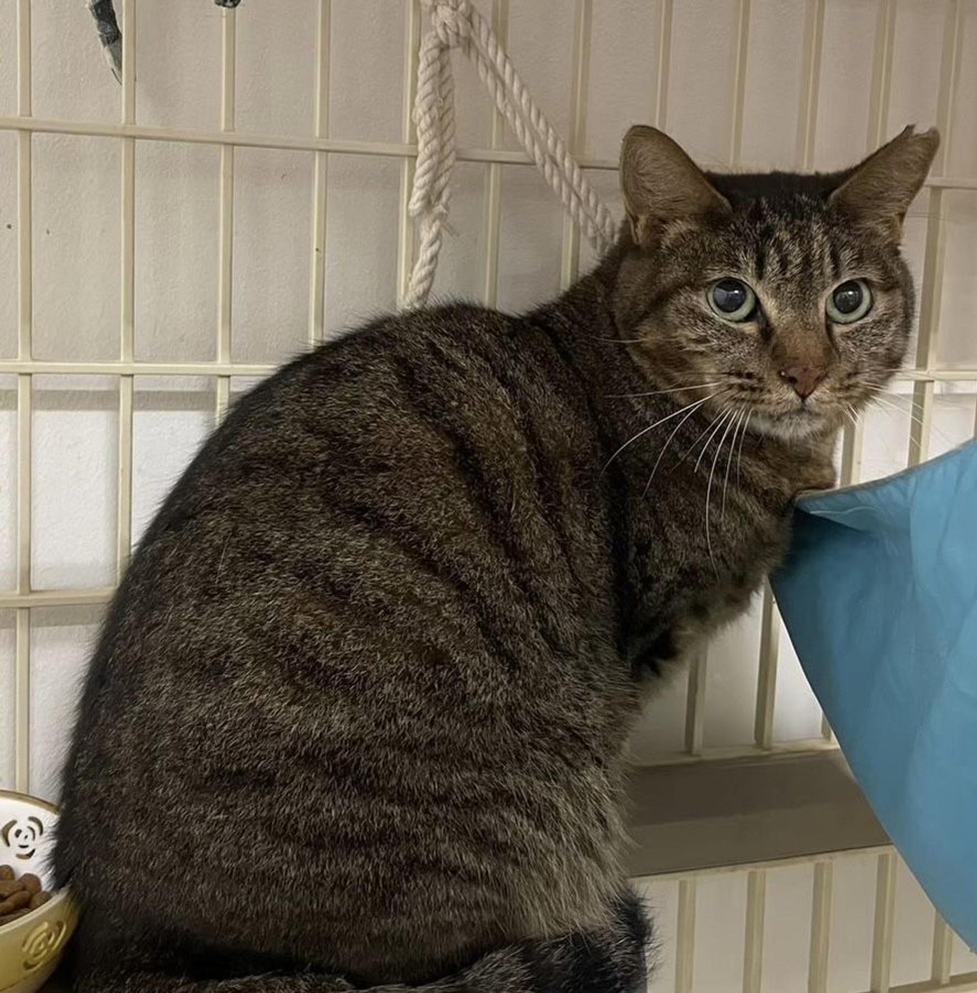pet-image-8