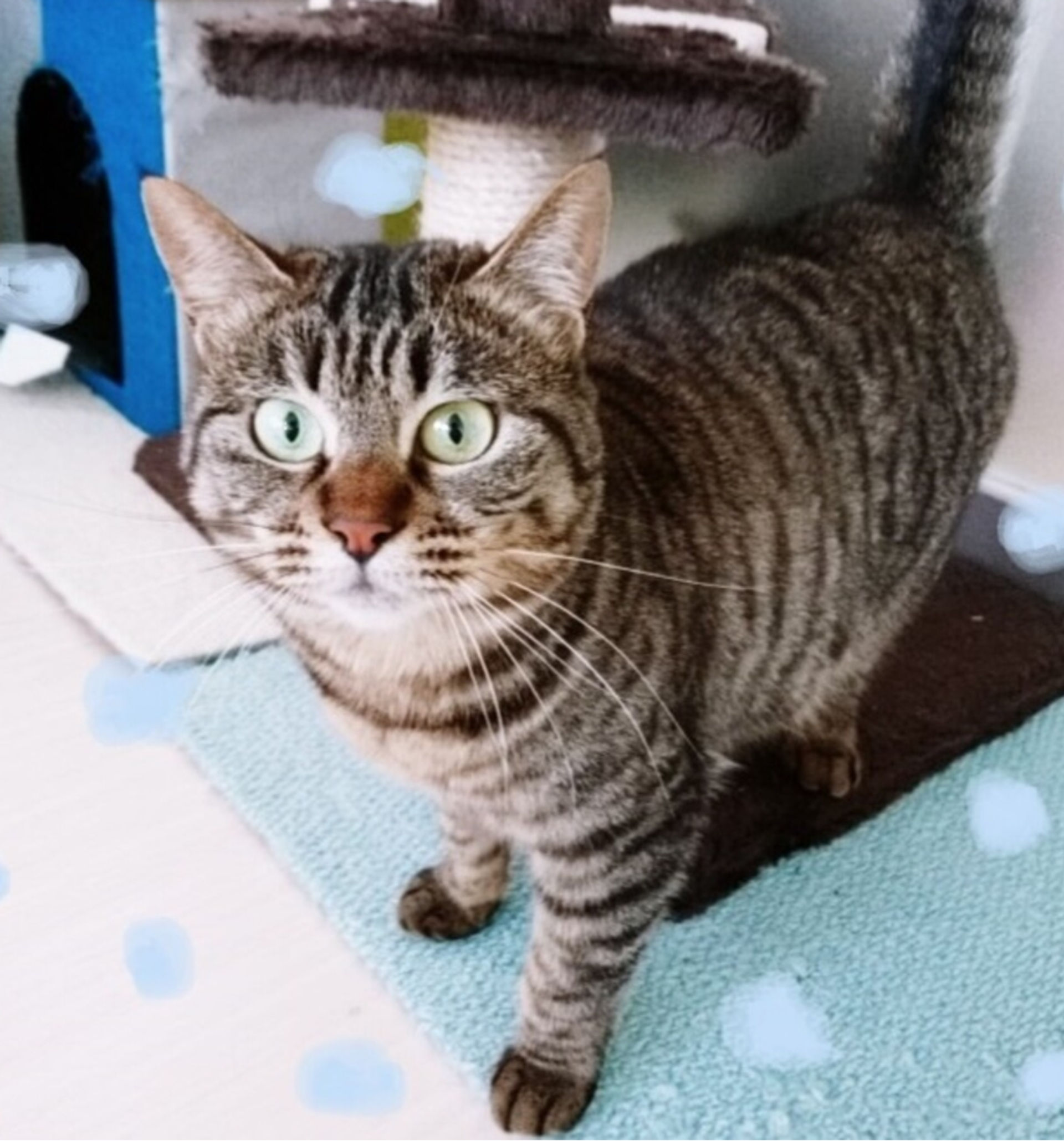 雑種（ミックス猫）・メスの里親募集の写真