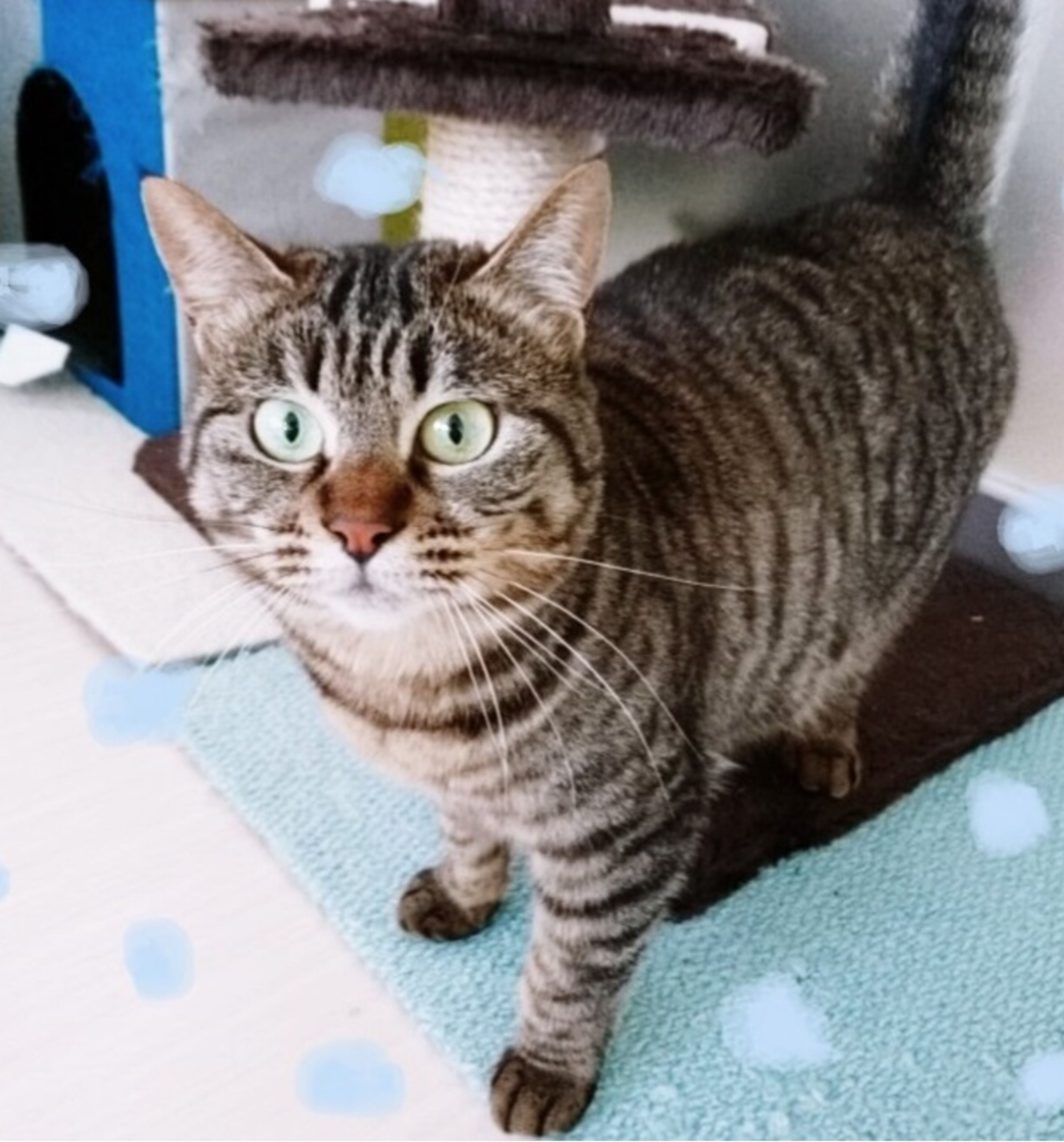 雑種（ミックス猫）・メスの里親募集の写真