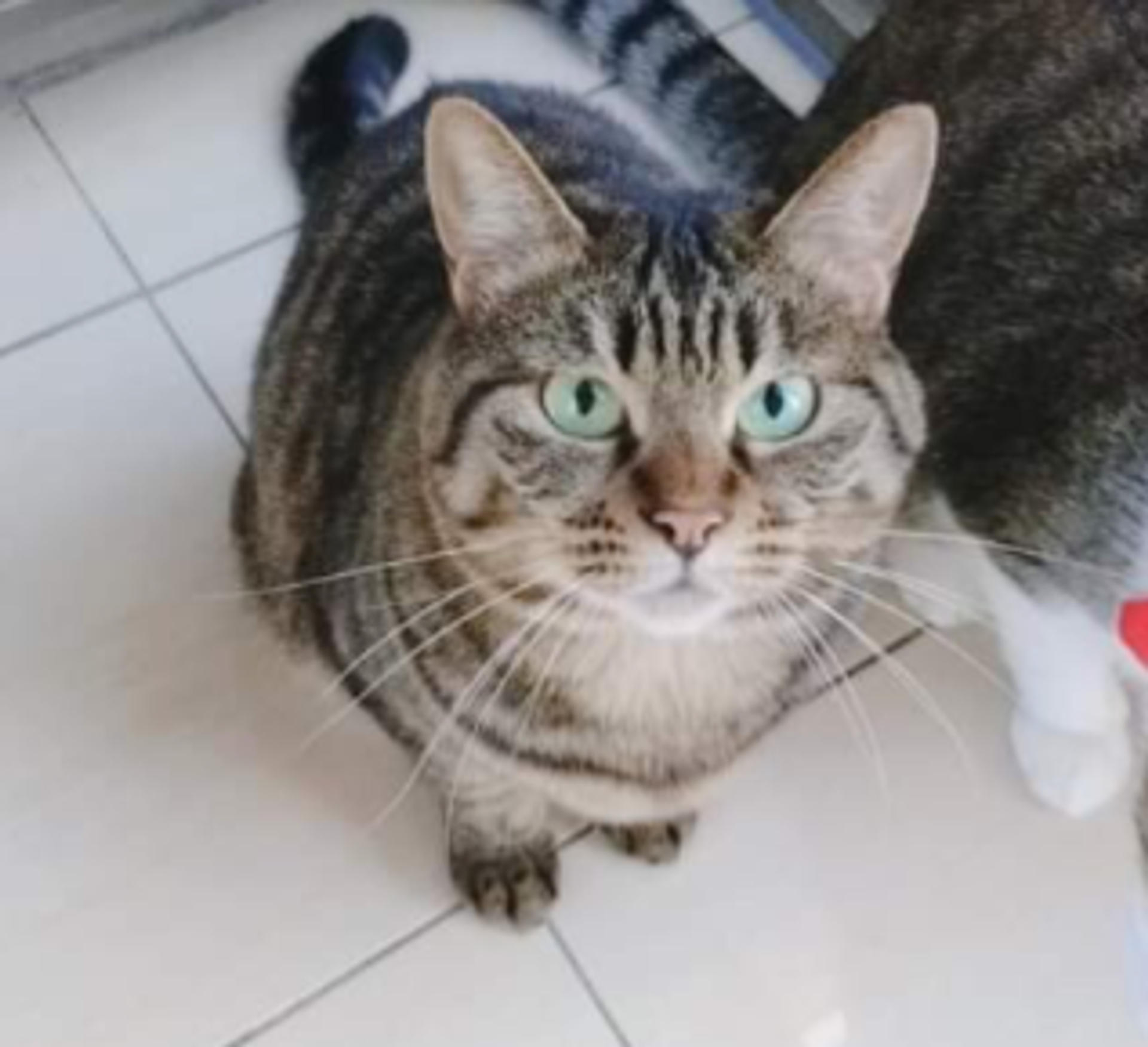 pet-image-3