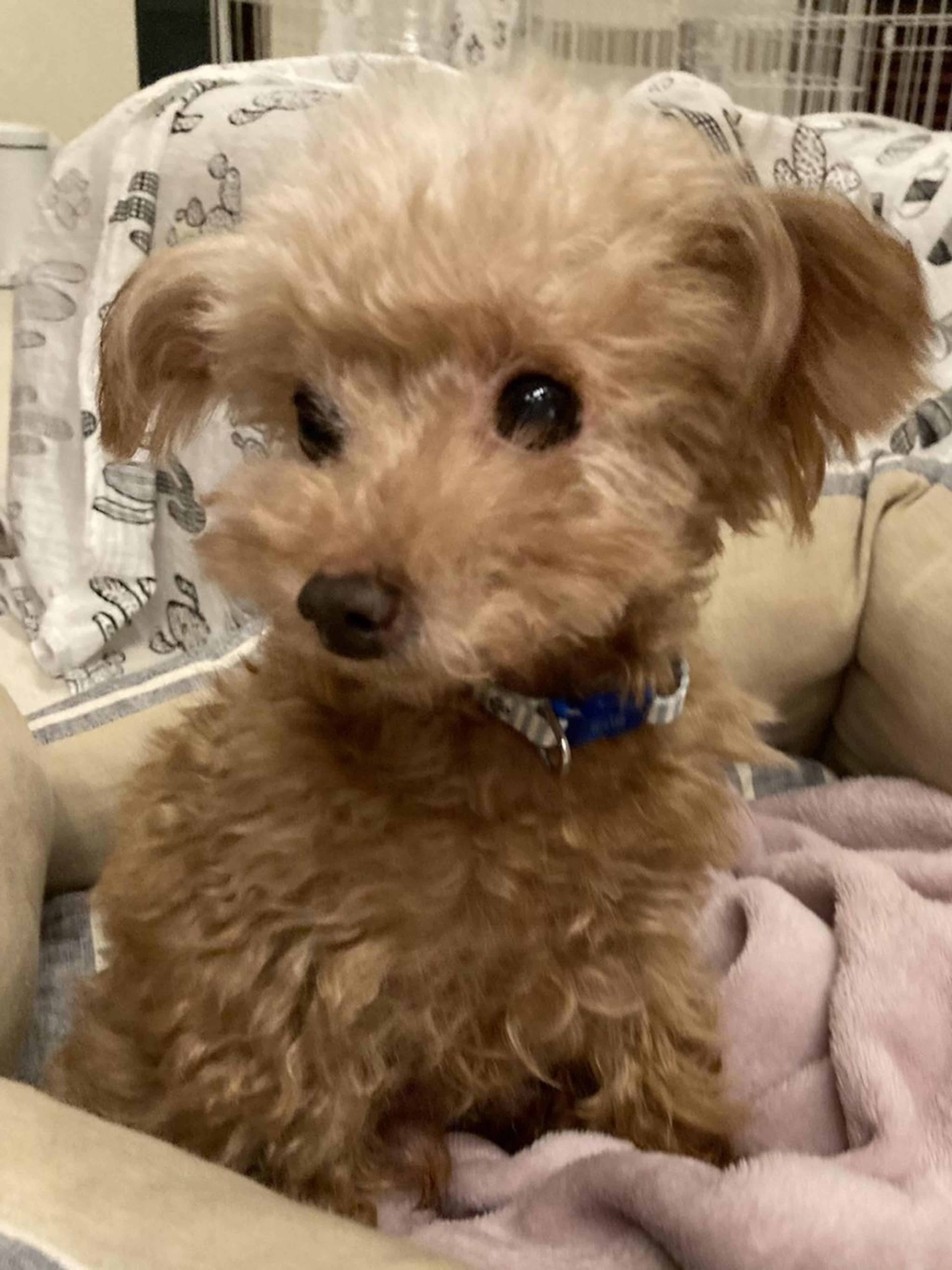 pet-image-2