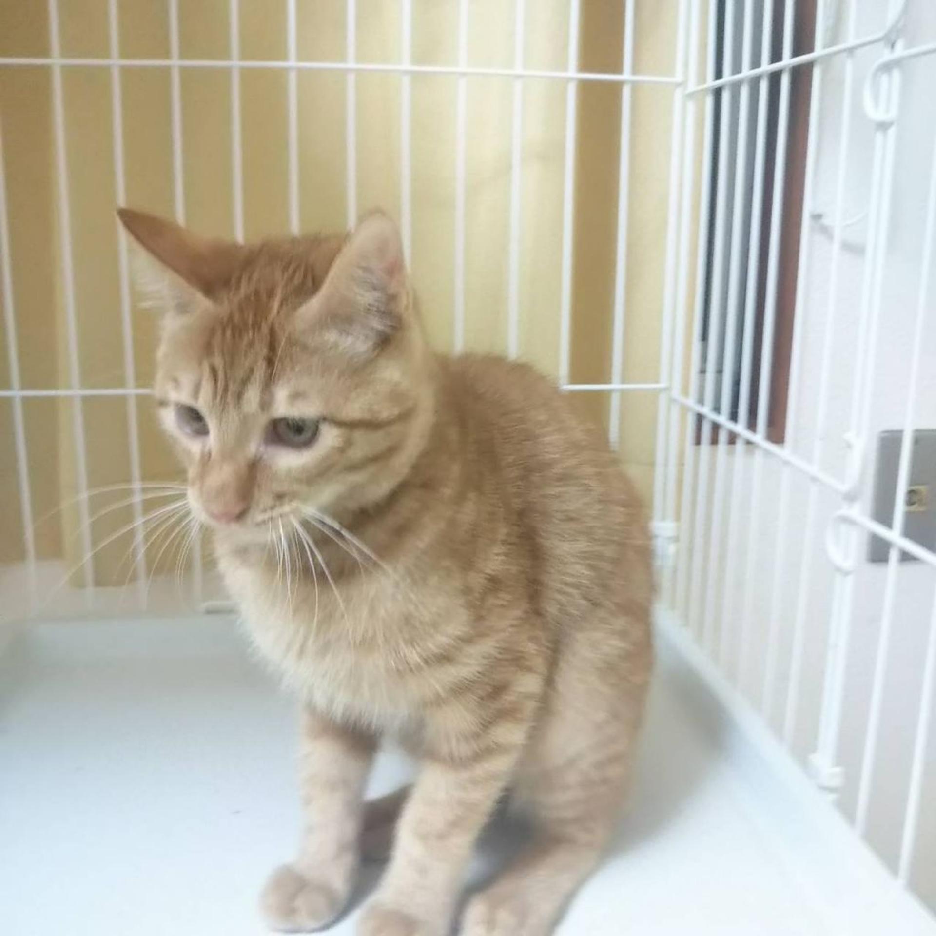 pet-image-2