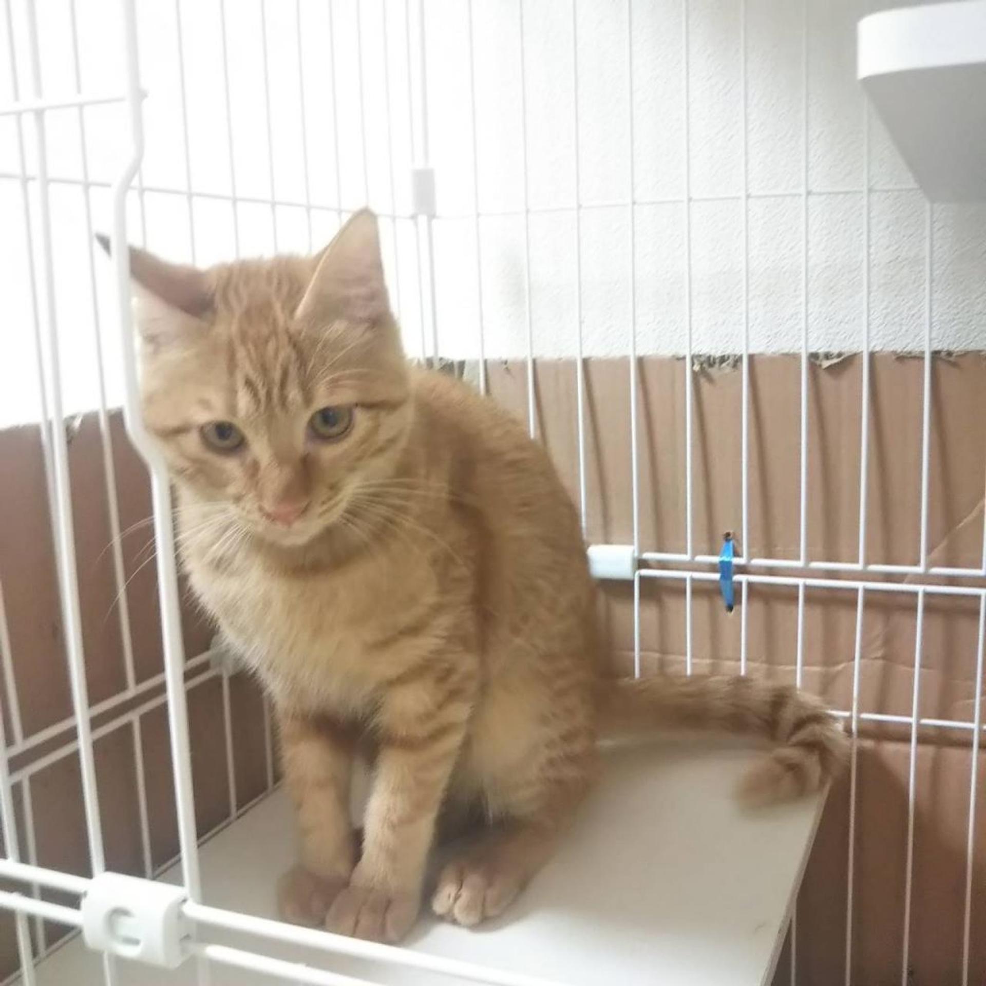 pet-image-5