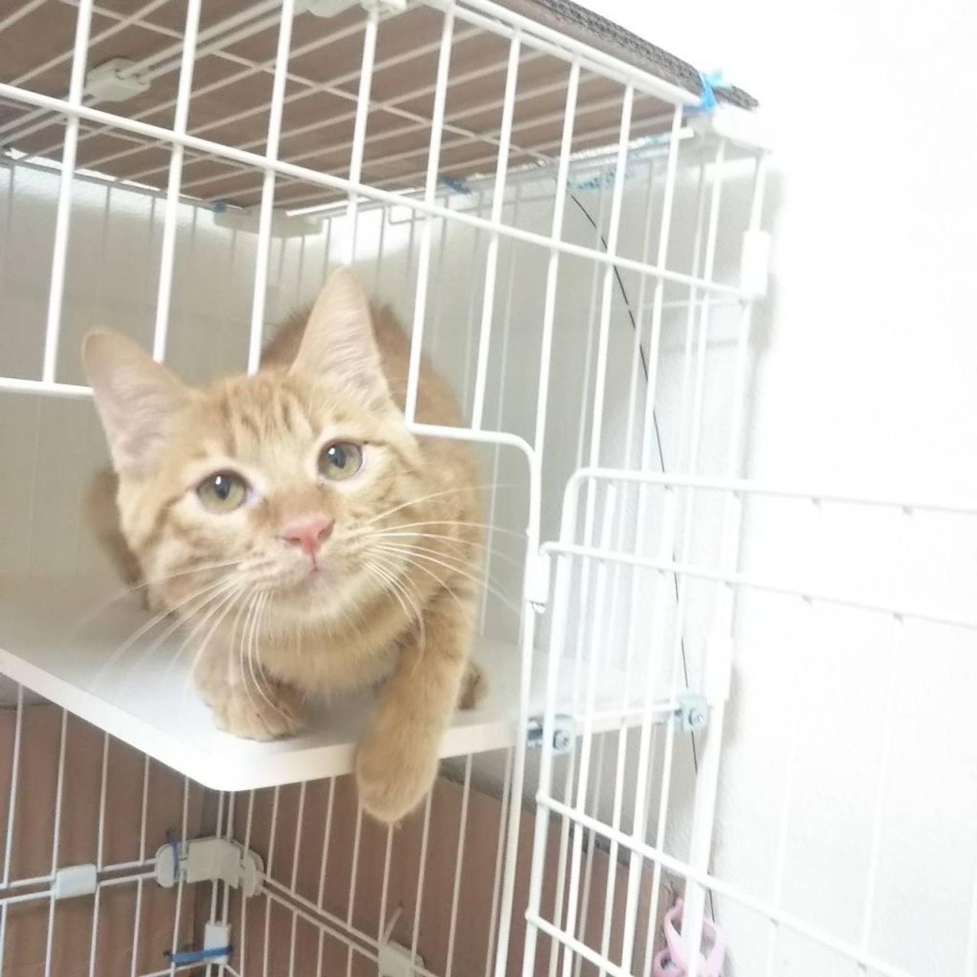pet-image-7