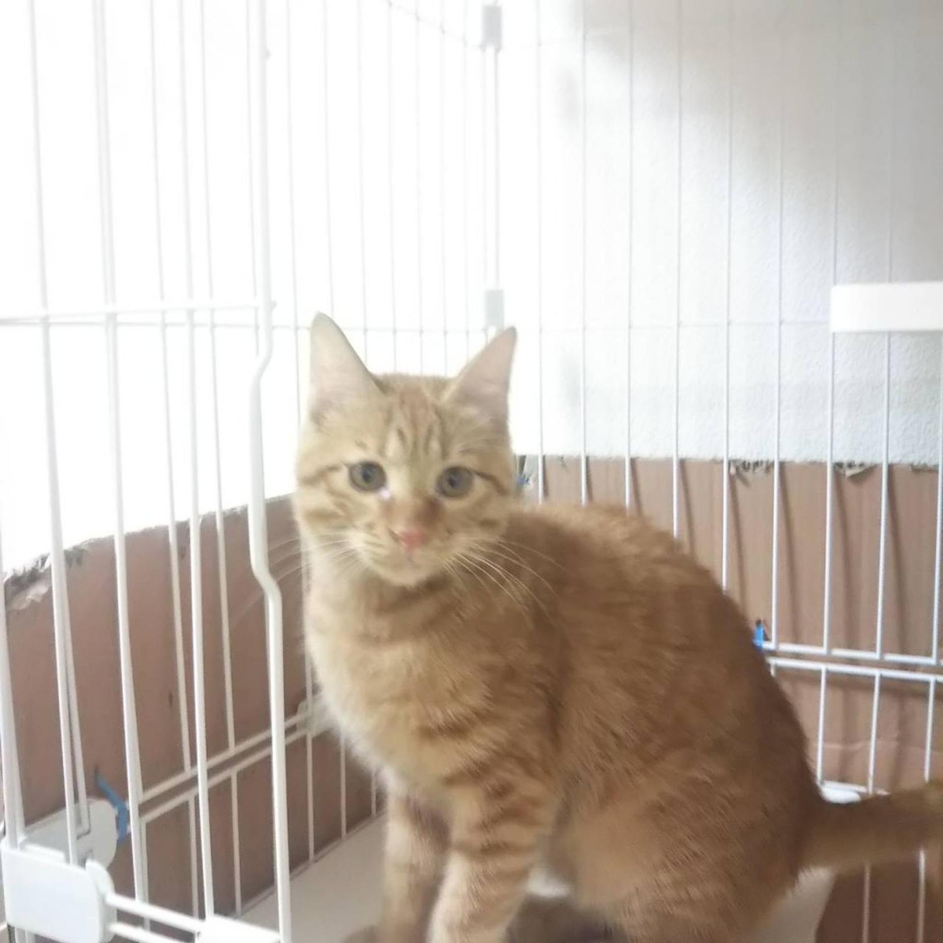 pet-image-8