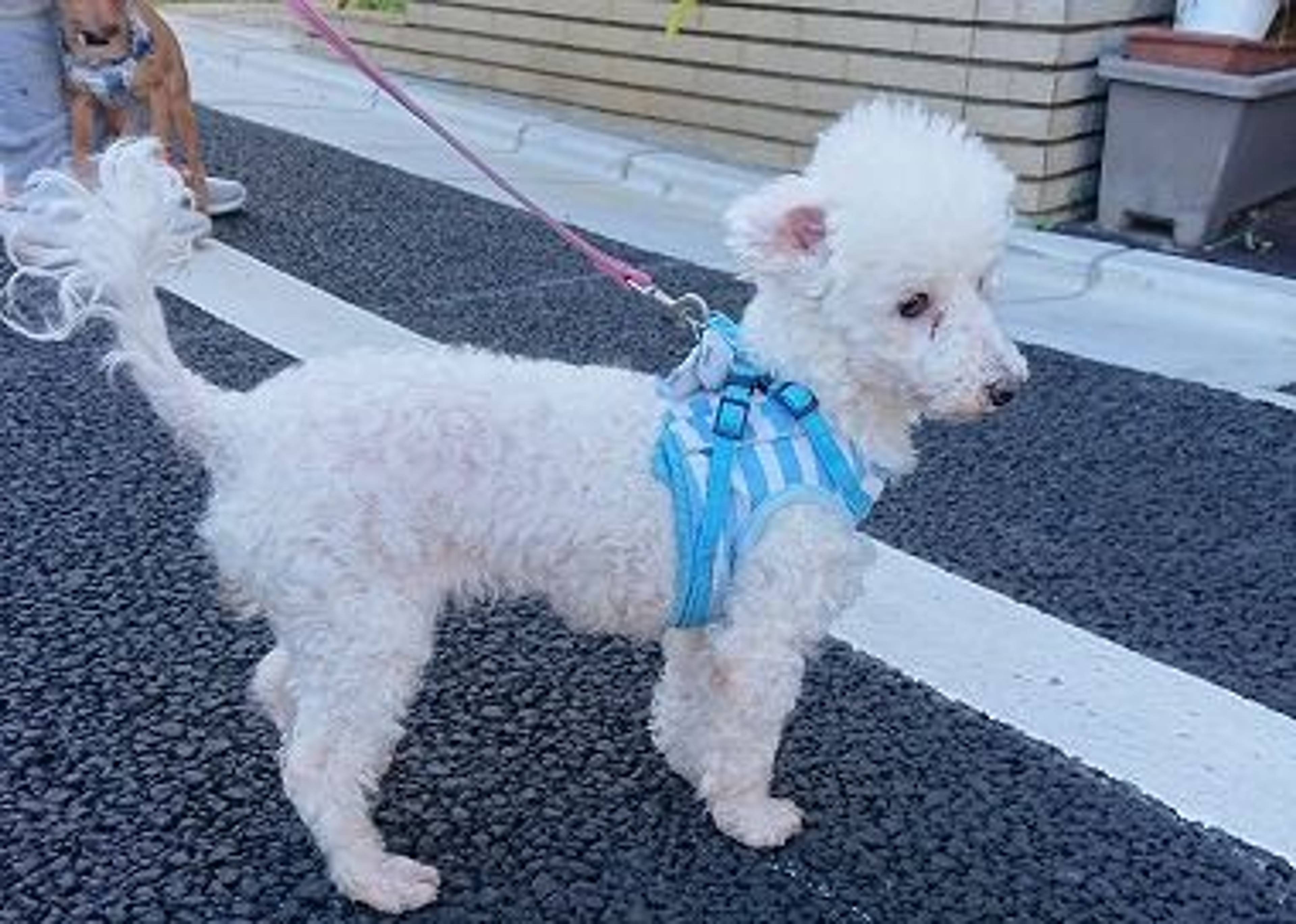 トイプードル・メスの里親募集の写真
