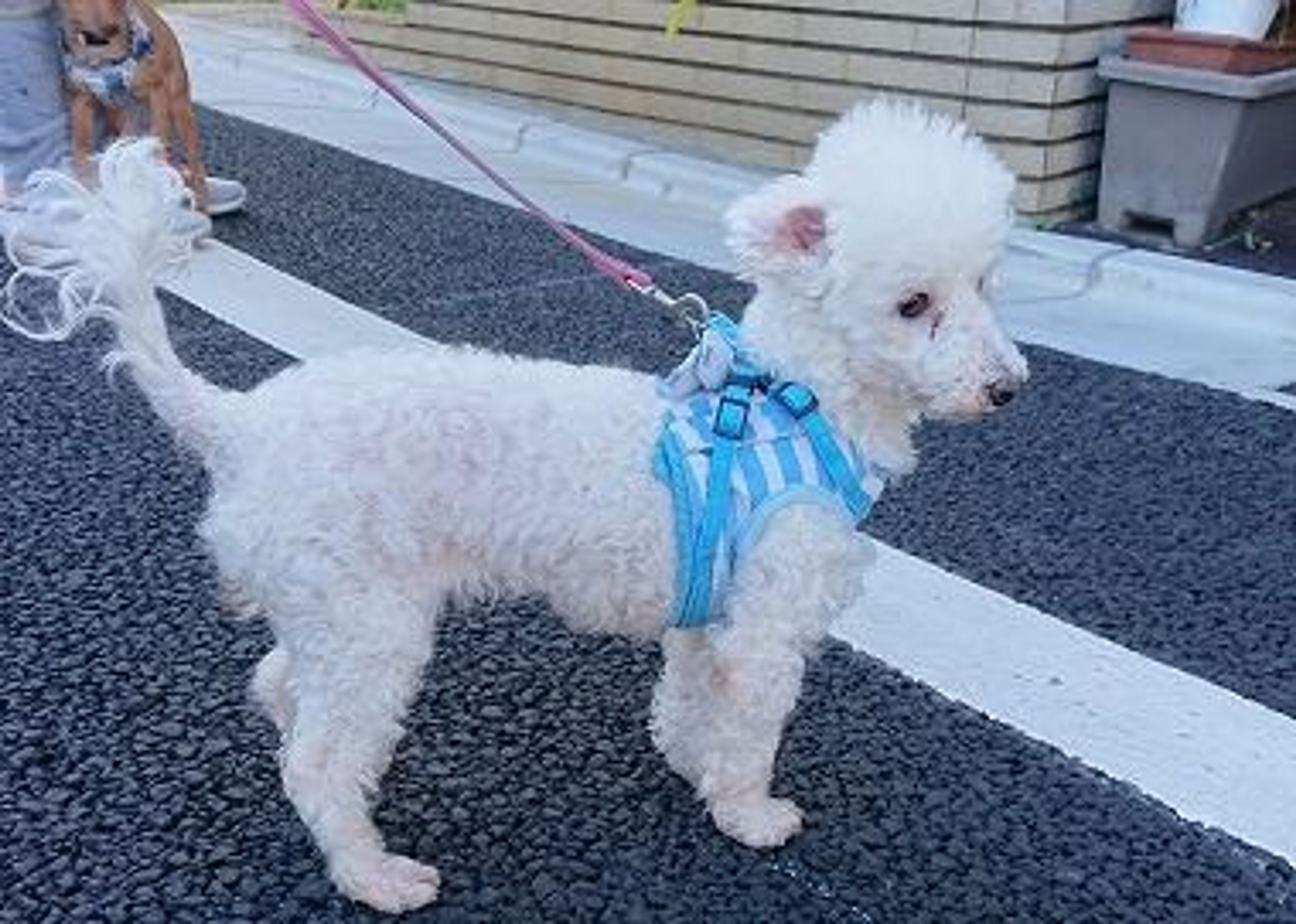トイプードル・メスの里親募集の写真