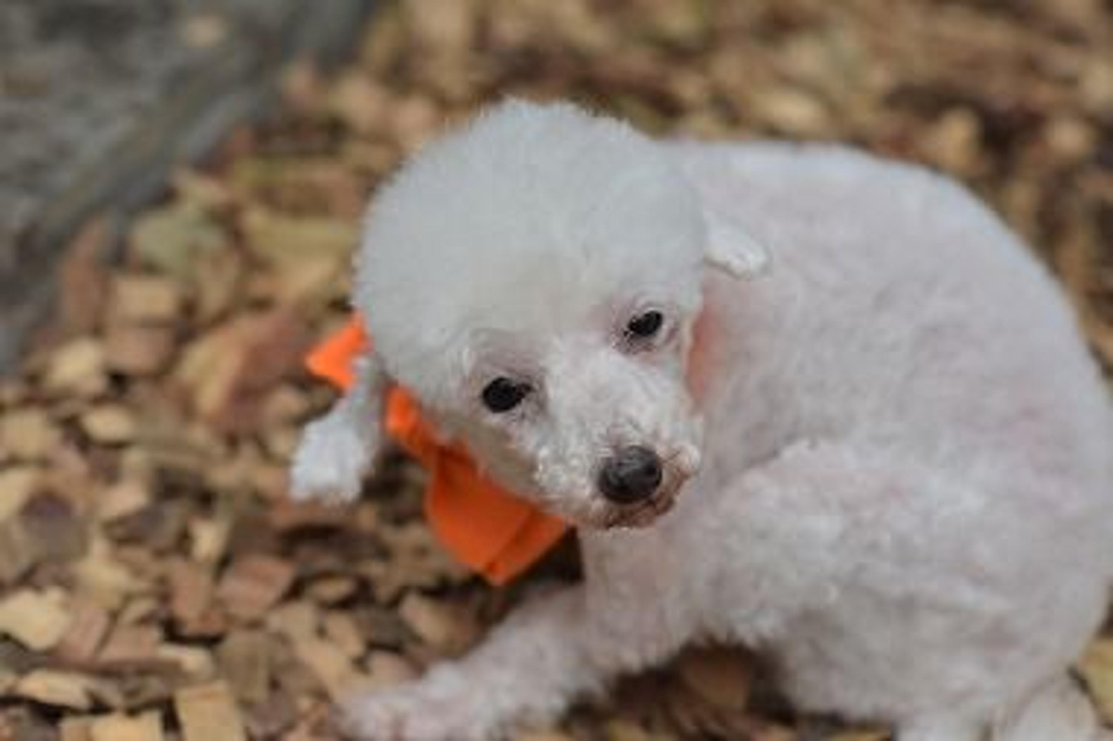 pet-image-2