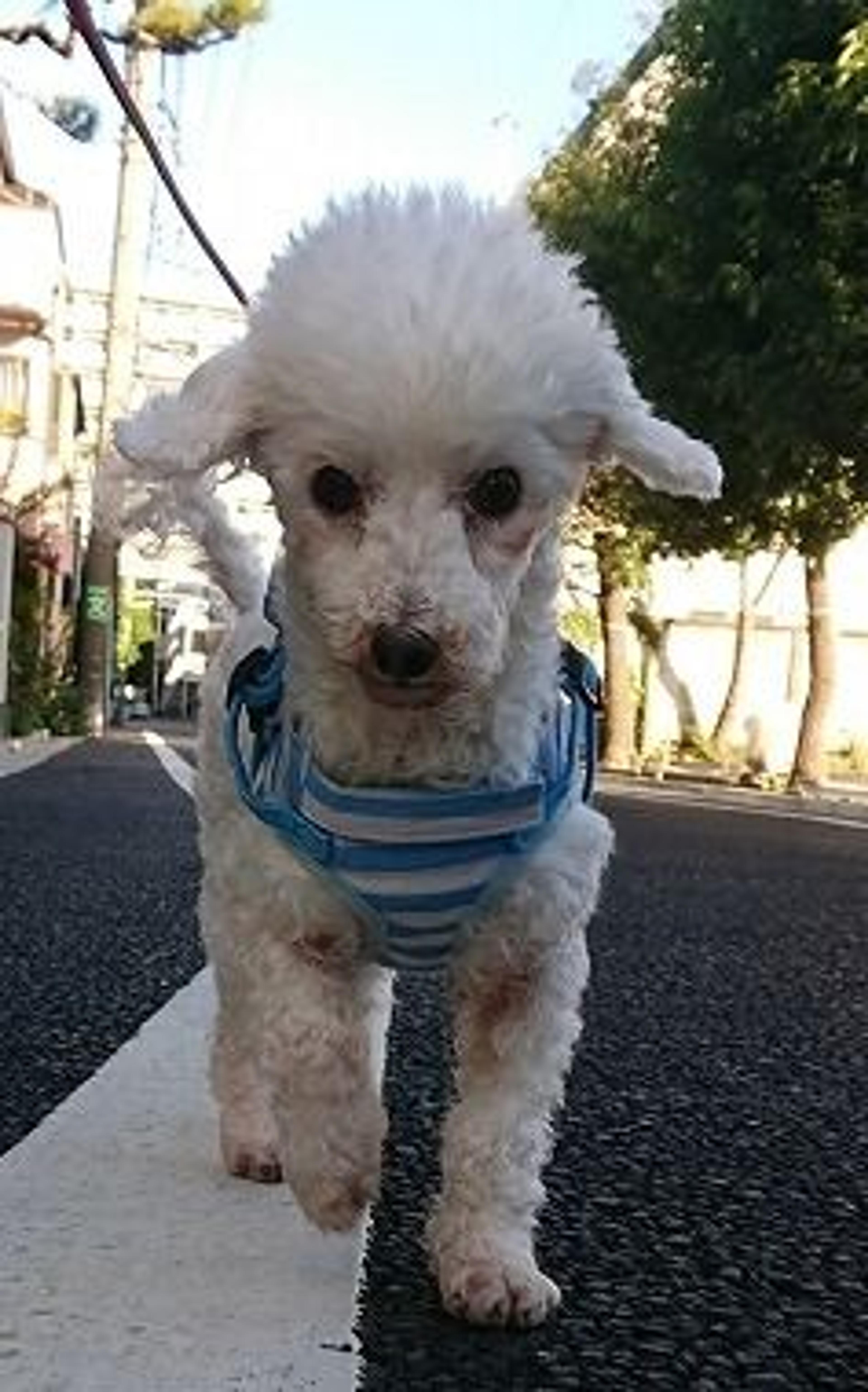 pet-image-3