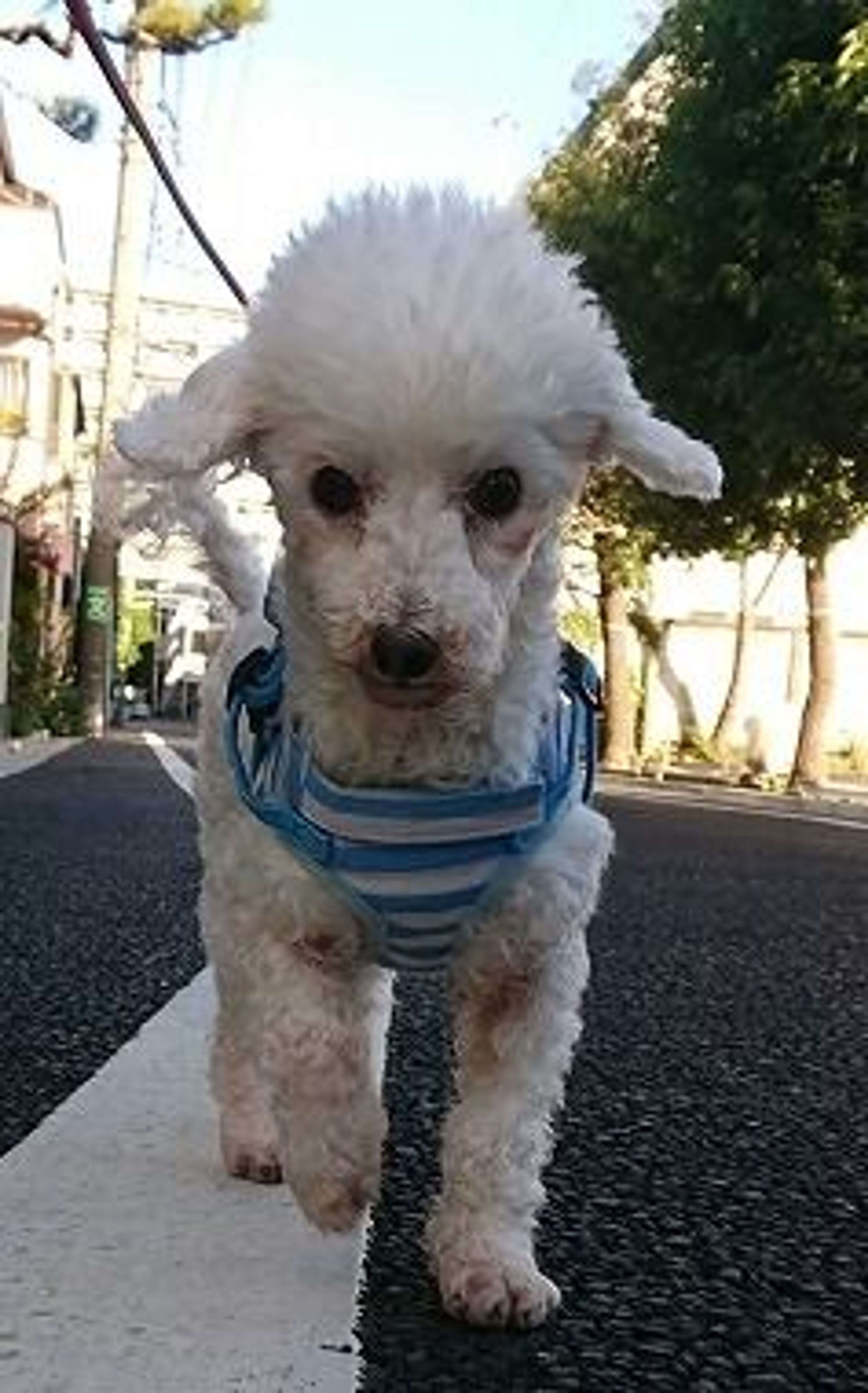 pet-image-3