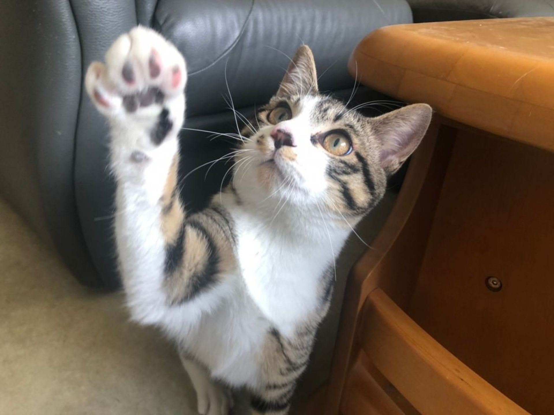 雑種（ミックス猫）・オスの里親募集の写真