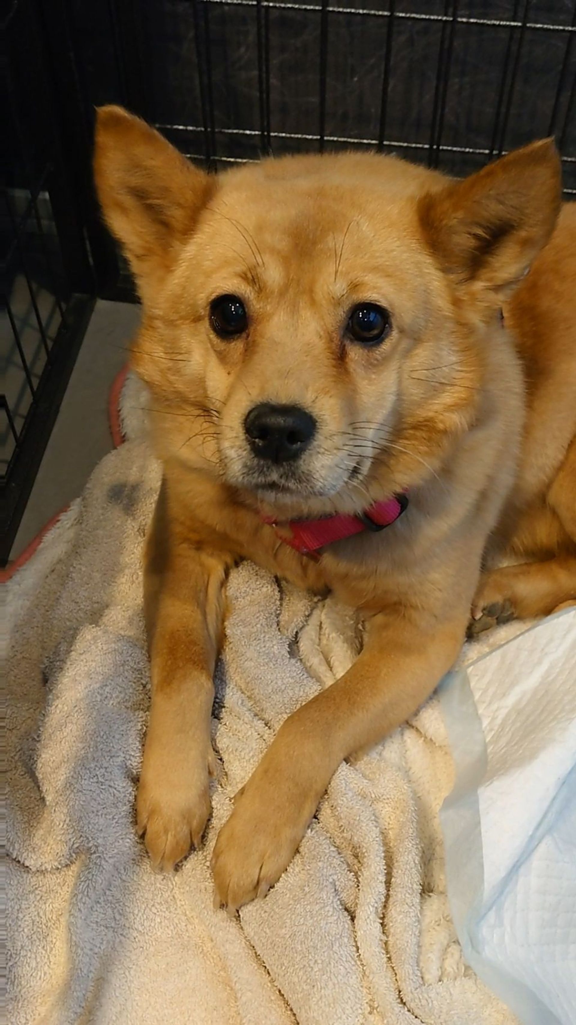 雑種（ミックス犬）・メスの里親募集の写真